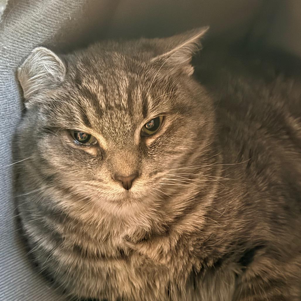 Enlarge Chevry, a Adoptable Domestic Short Hair in Redwood Valley, CA image 2/3