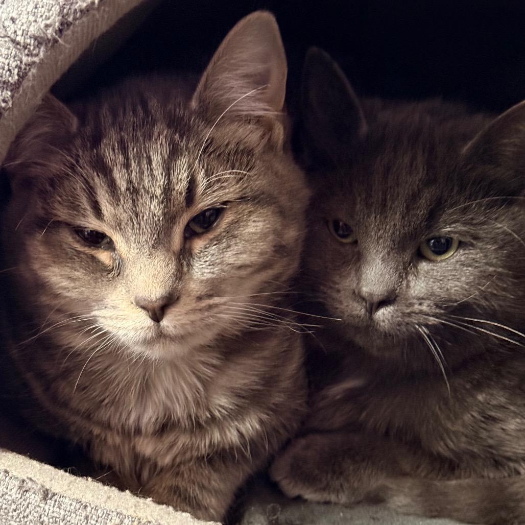 Enlarge Chevry, a Adoptable Domestic Short Hair in Redwood Valley, CA image 3/3