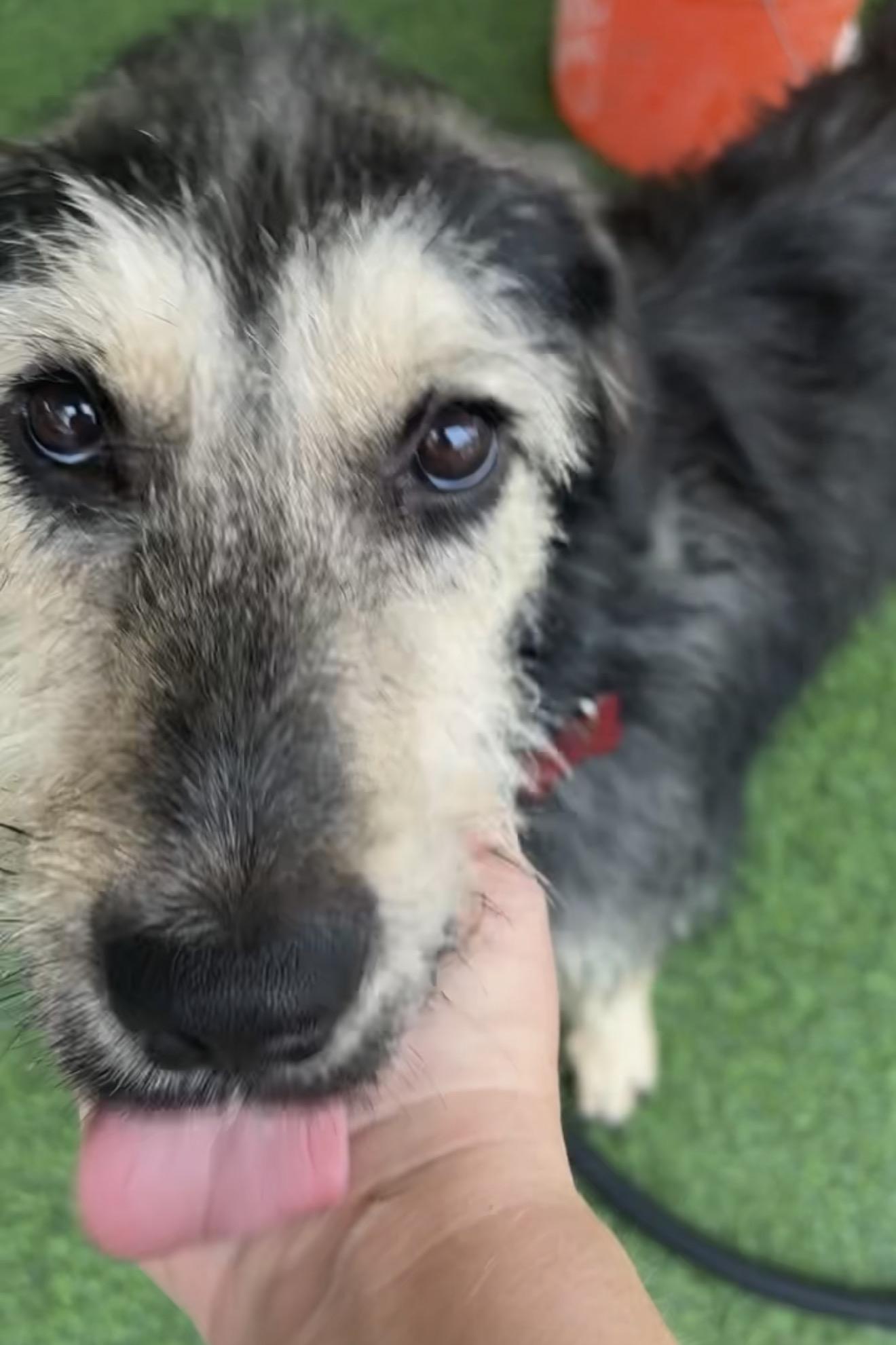 Enlarge Kiki, a Adoptable mixed breed in Houston, TX image 3/5