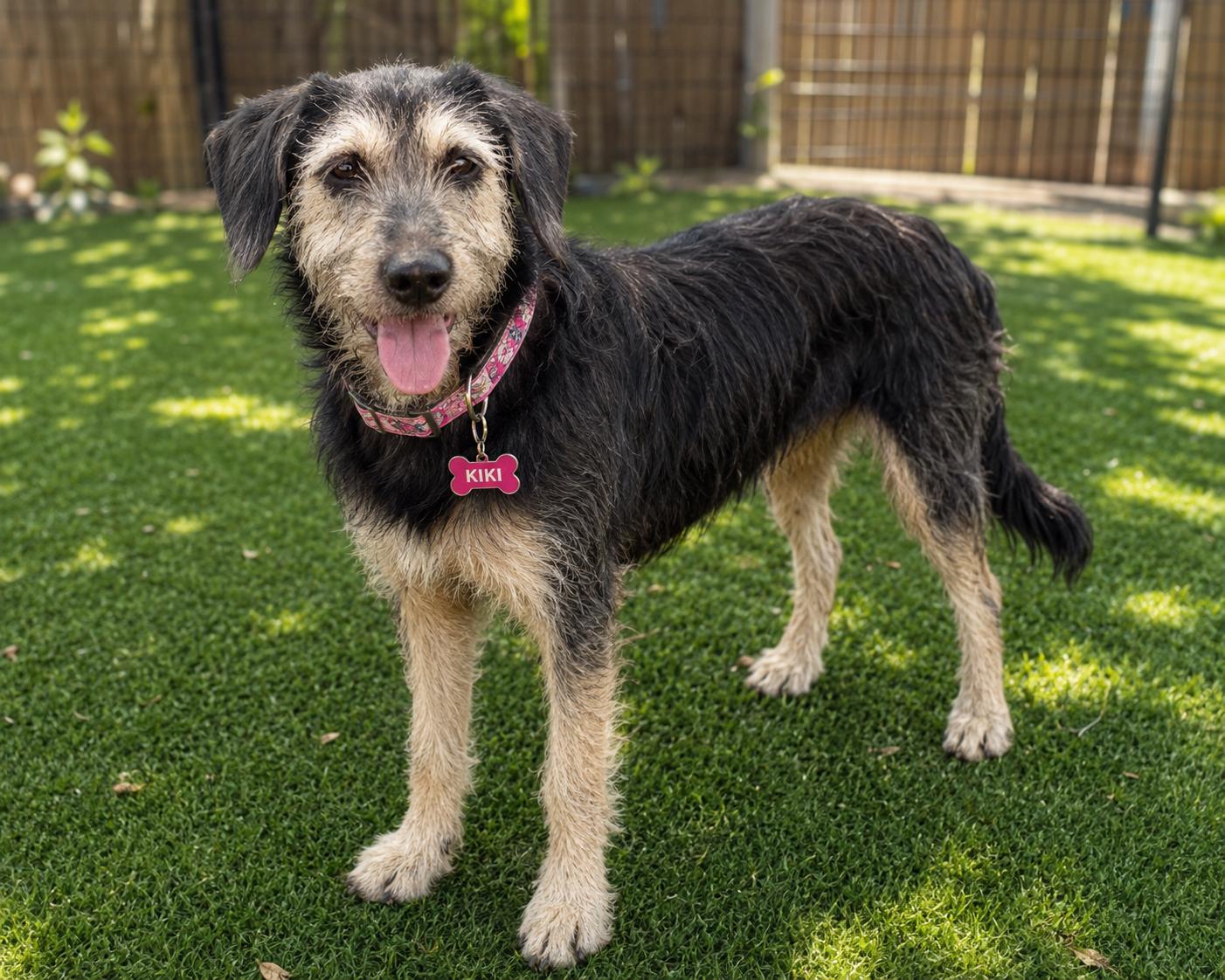 Kiki, Adoptable, Young Female Wirehaired Terrier.