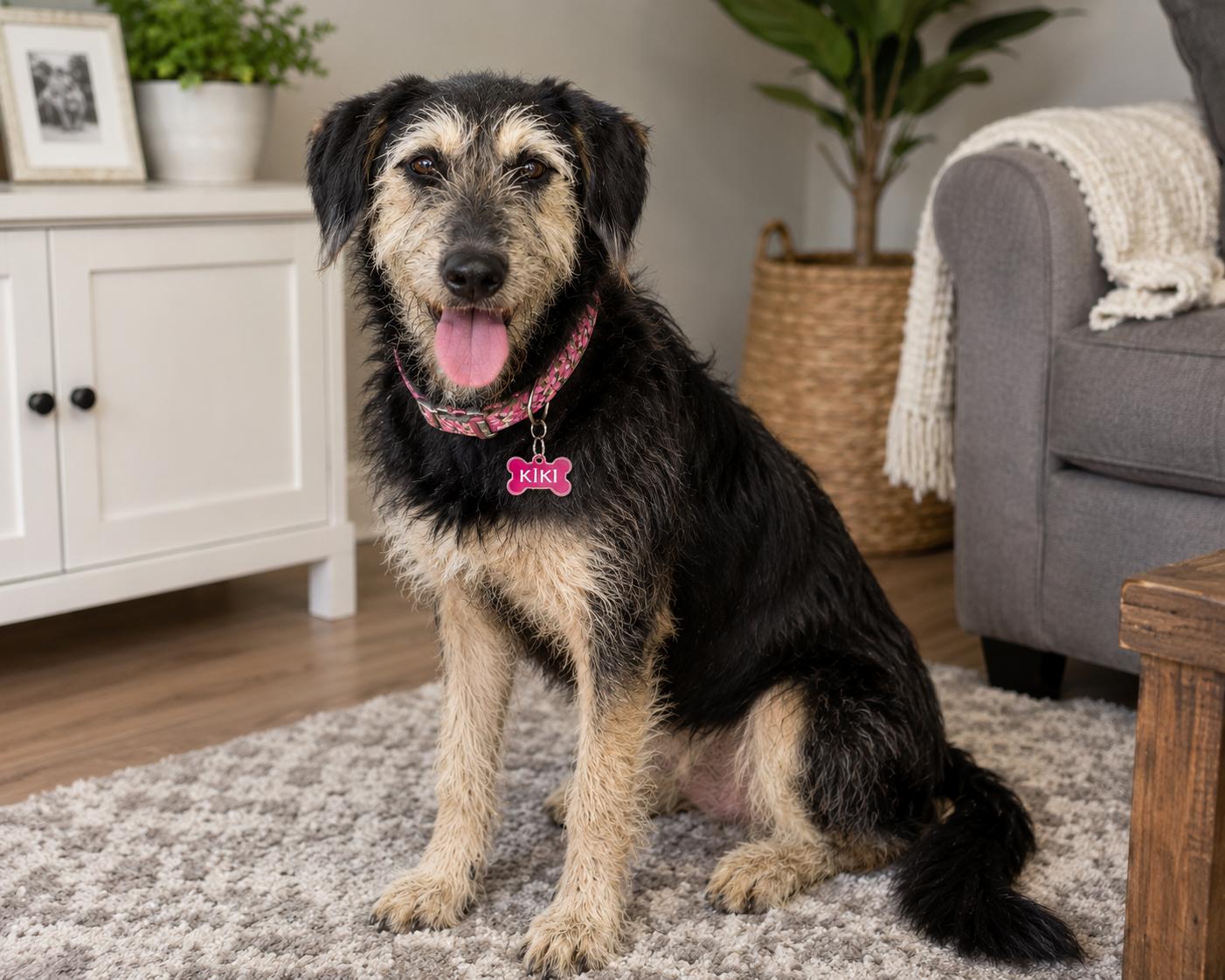 Enlarge Kiki, a Adoptable mixed breed in Houston, TX image 5/5