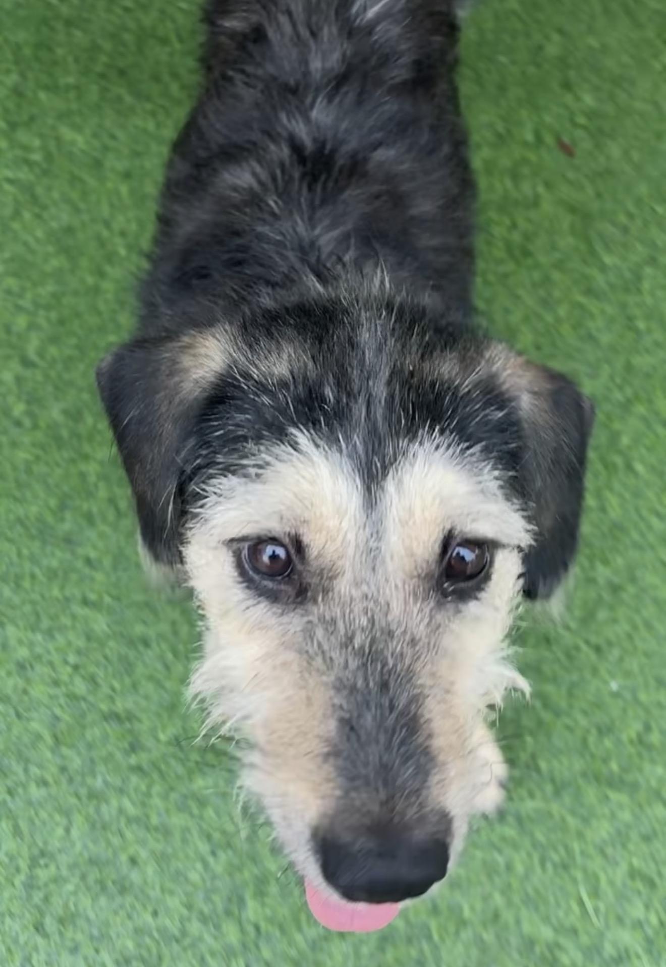 Enlarge Kiki, a Adoptable mixed breed in Houston, TX image 2/5