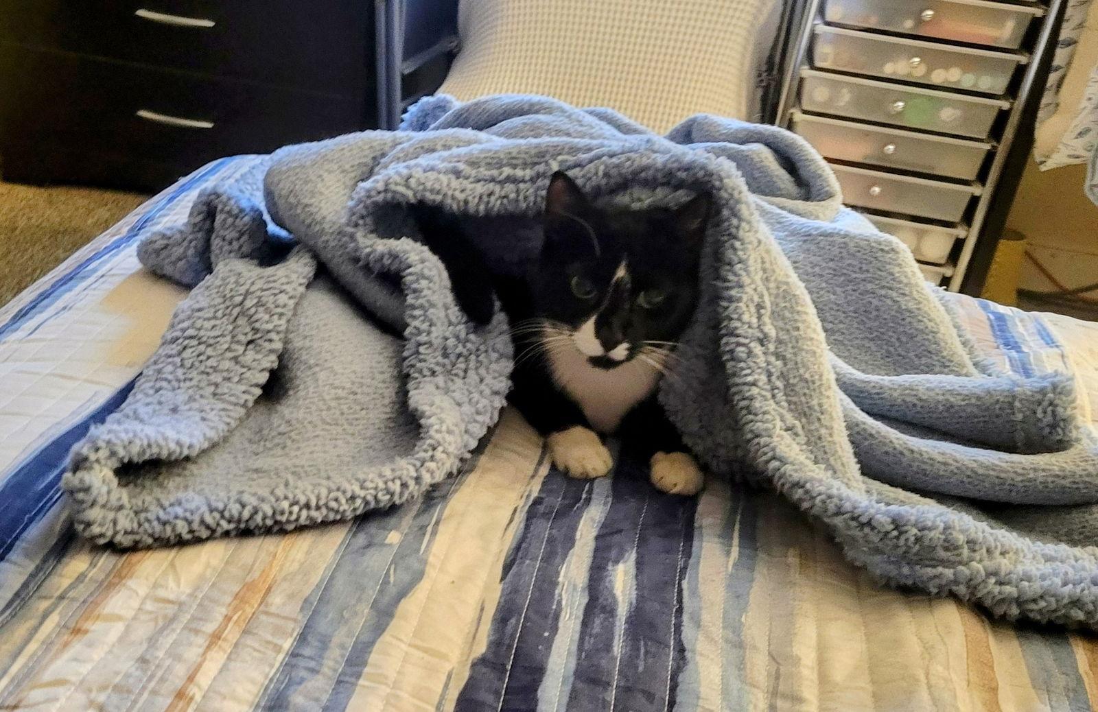 Felicity, a Adoptable Domestic Short Hair in Naugatuck, CT image 1/3