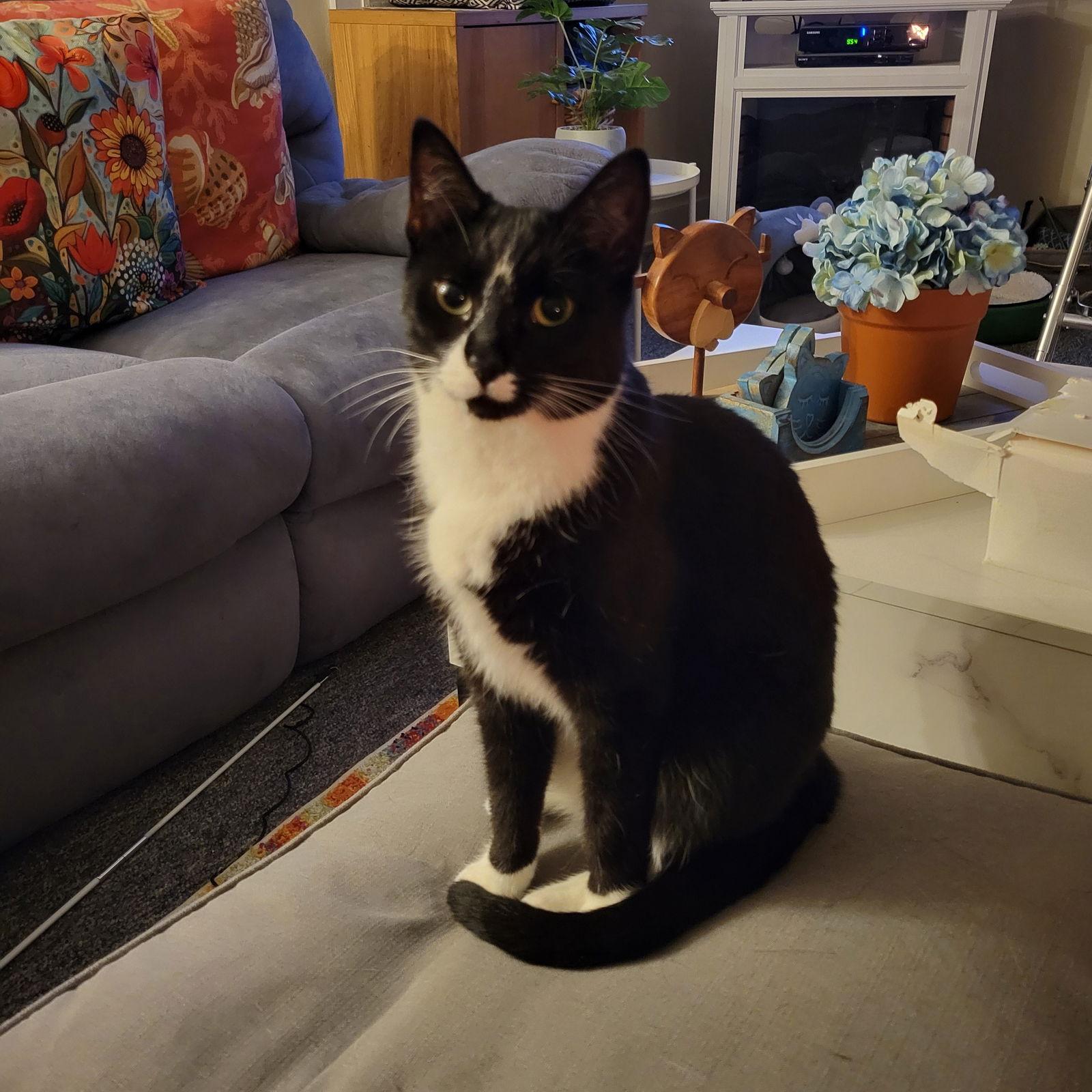 Felicity, a Adoptable Domestic Short Hair in Naugatuck, CT image 3/3