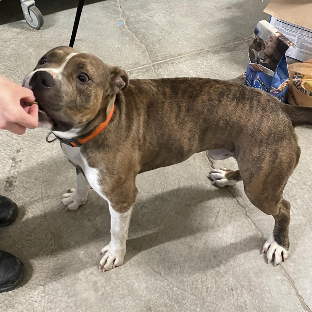 Enlarge Buster, a Adoptable American Staffordshire Terrier in Rexburg, ID image 2/2