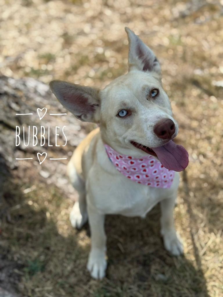 Enlarge Bubbles, a Adoptable Siberian Husky in Carthage, MO image 1/2