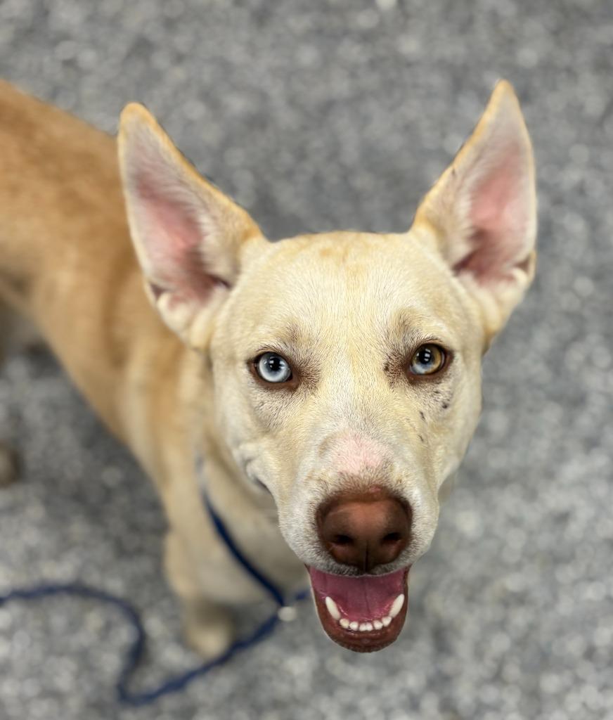 Enlarge Bubbles, a Adoptable Siberian Husky in Carthage, MO image 1/1