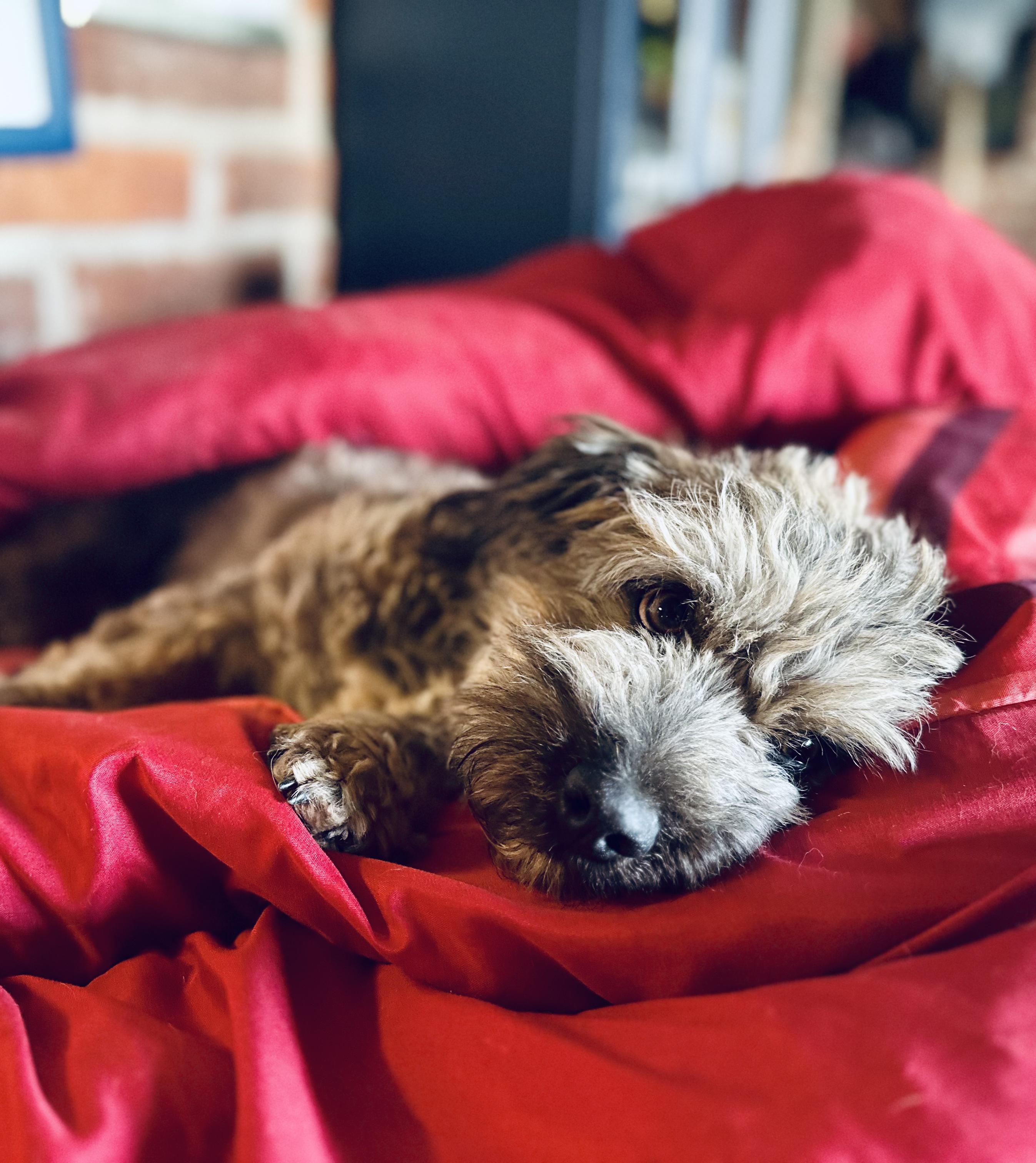 Enlarge Bendito, a ADOPTABLE Mixed Breed in Encino, CA image 5/6