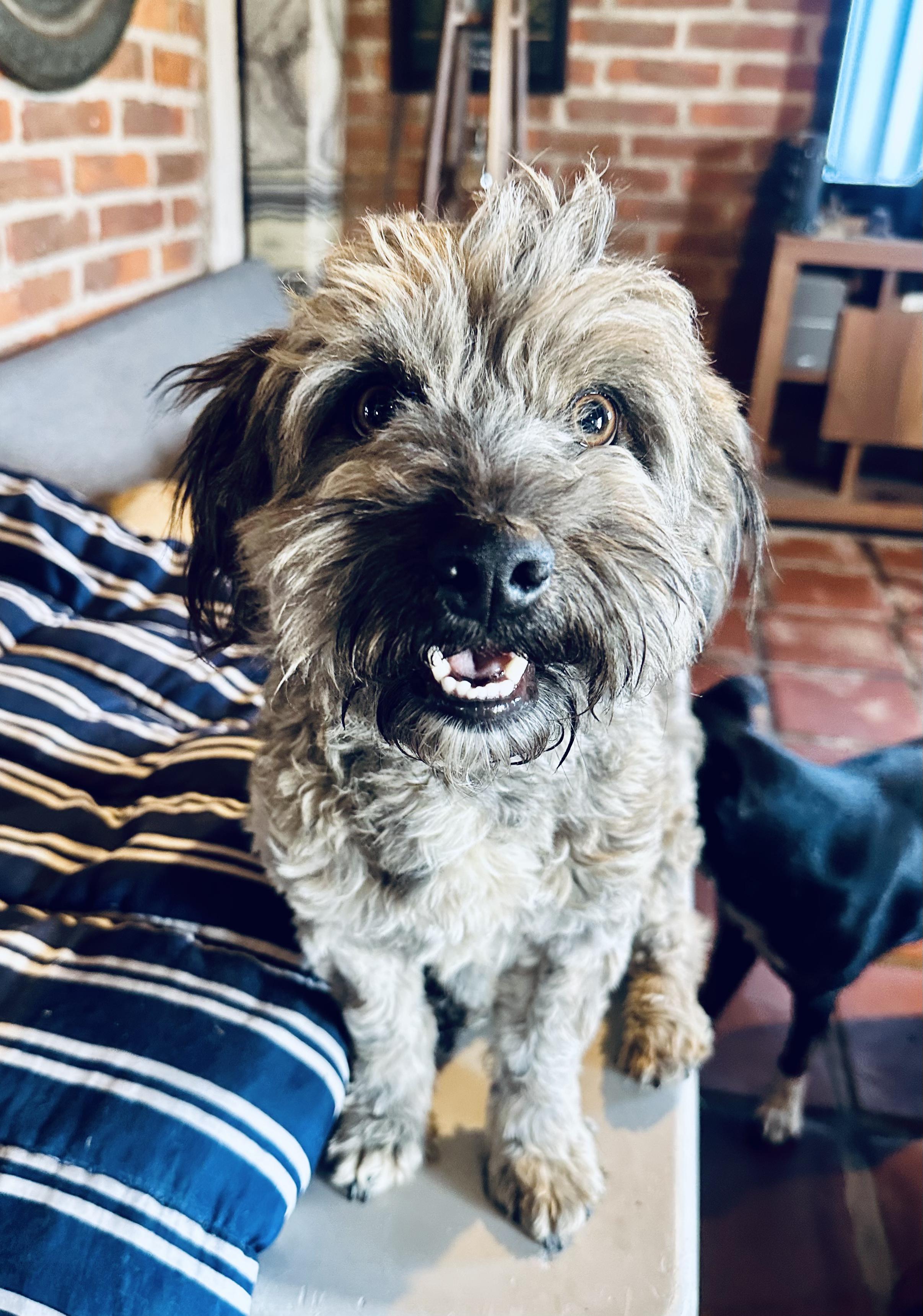 Enlarge Bendito, a ADOPTABLE Mixed Breed in Encino, CA image 1/6