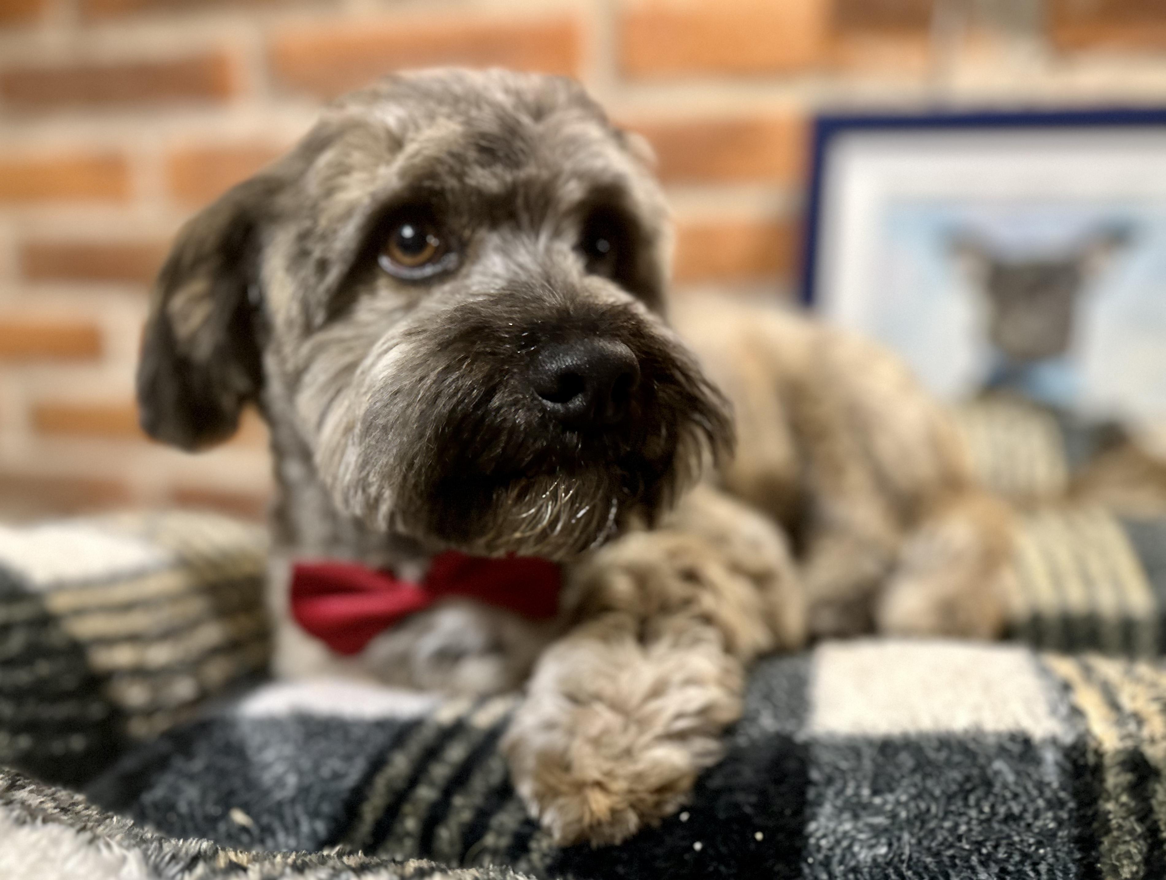 Enlarge Bendito, a ADOPTABLE Mixed Breed in Encino, CA image 2/6