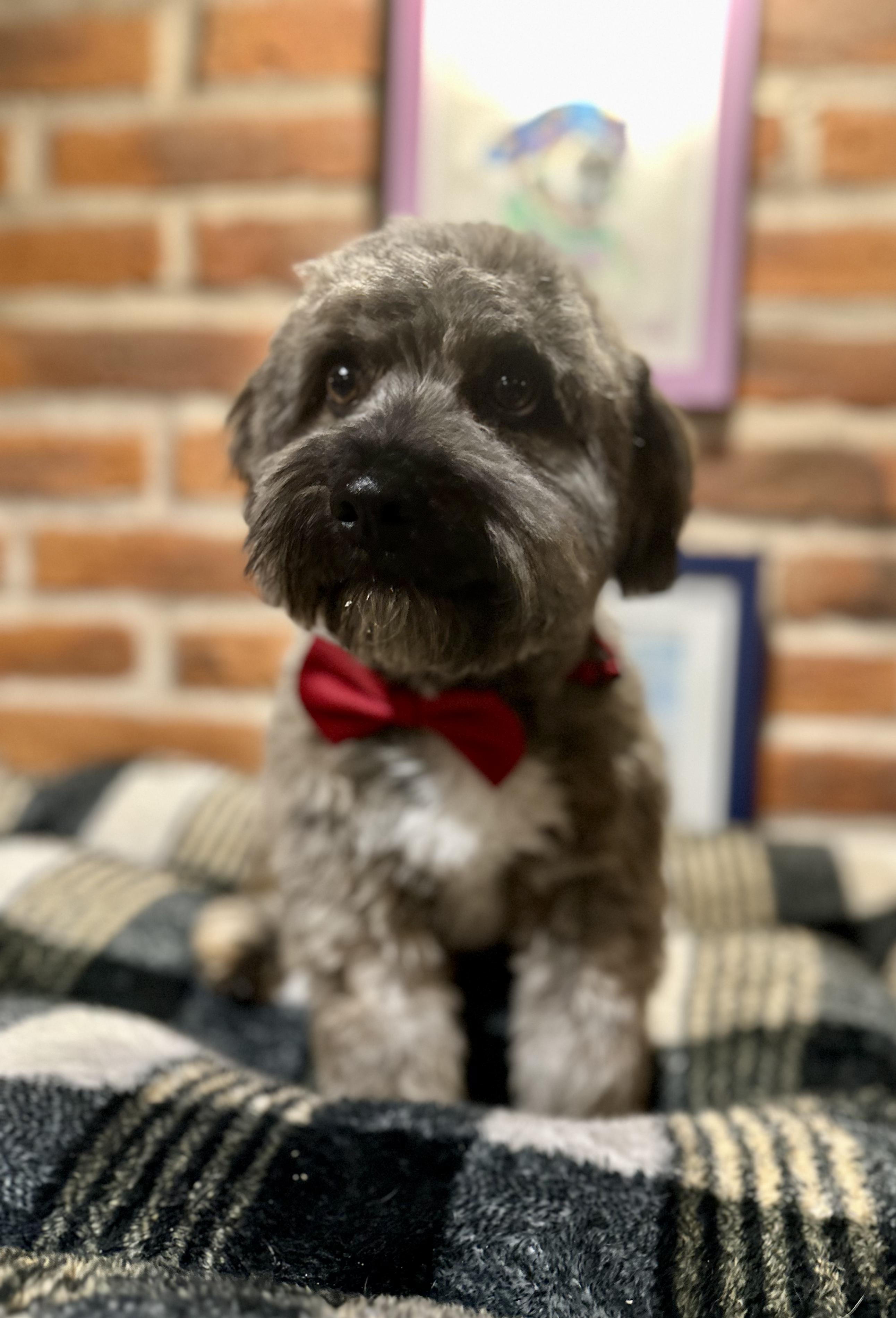 Enlarge Bendito, a ADOPTABLE Mixed Breed in Encino, CA image 4/6