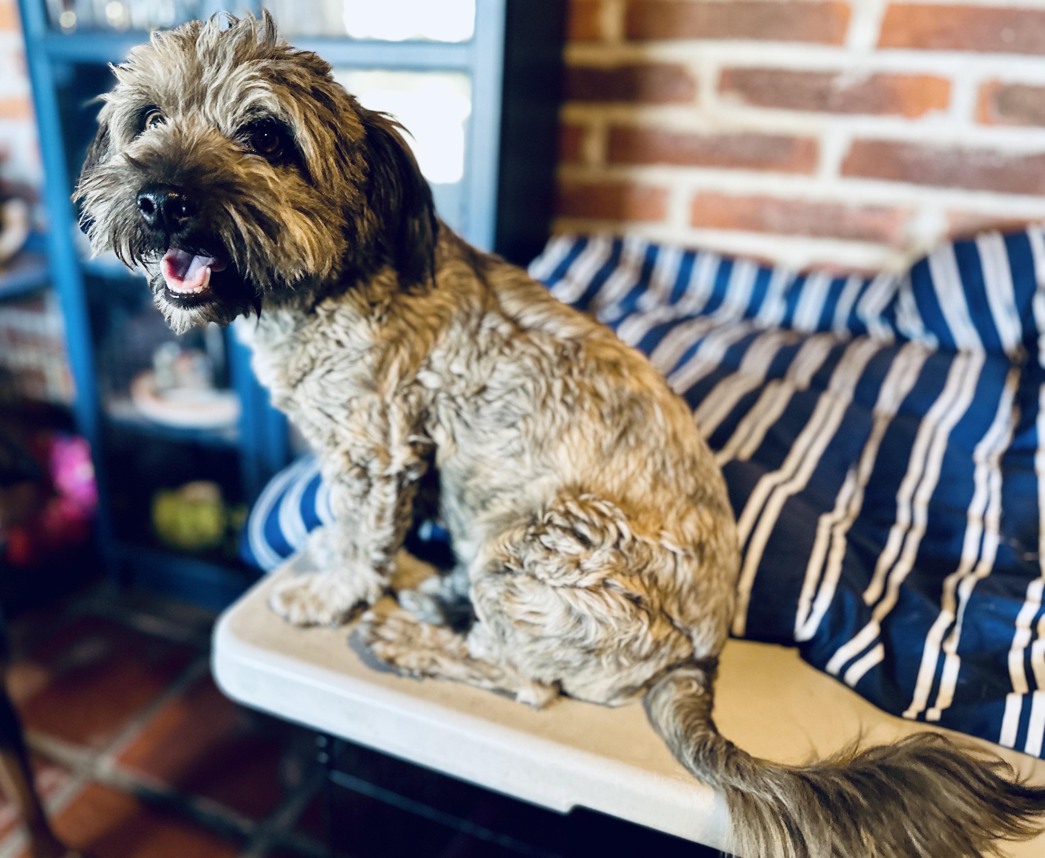 Enlarge Bendito, a ADOPTABLE Mixed Breed in Encino, CA image 4/6