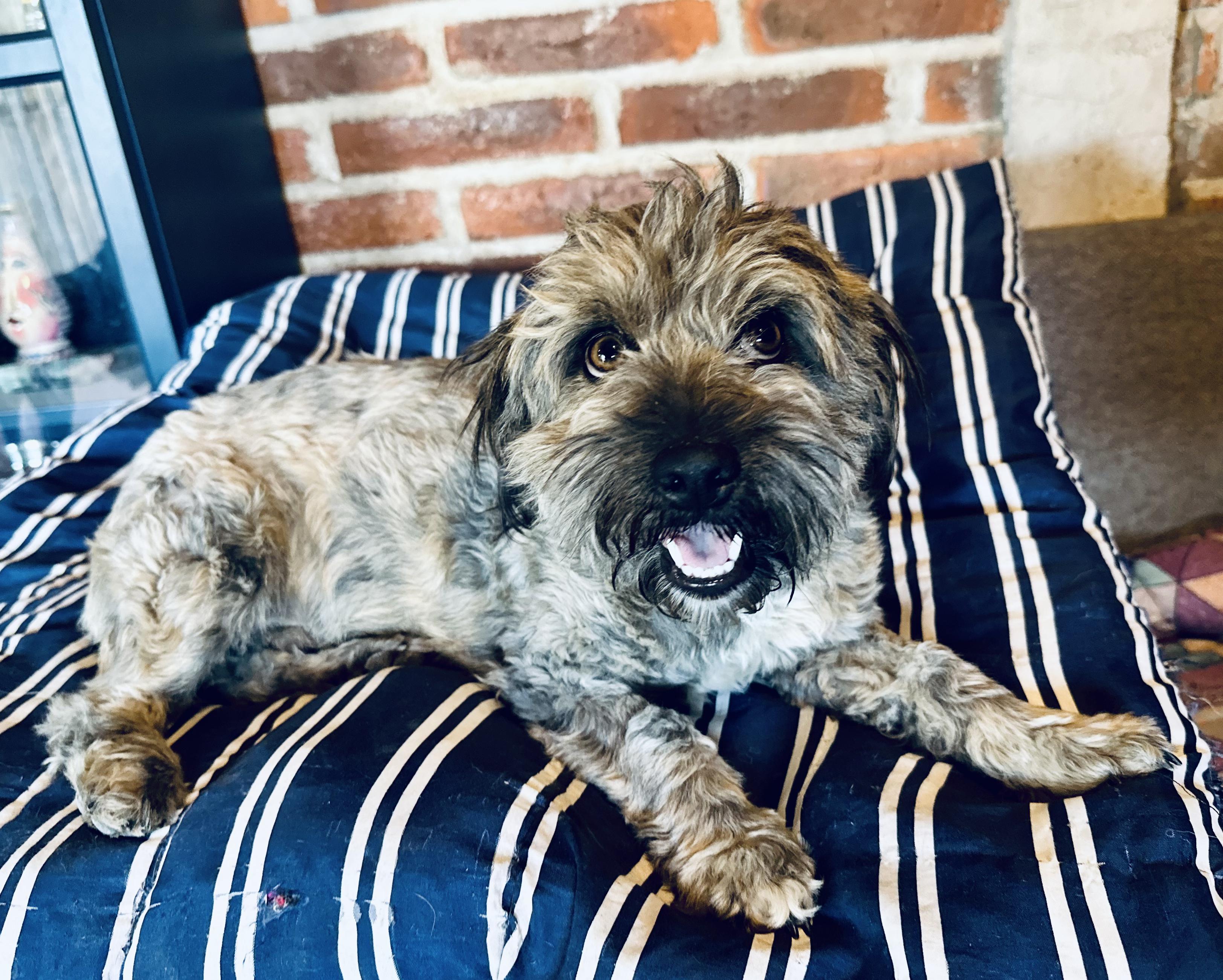 Enlarge Bendito, a ADOPTABLE Mixed Breed in Encino, CA image 3/6