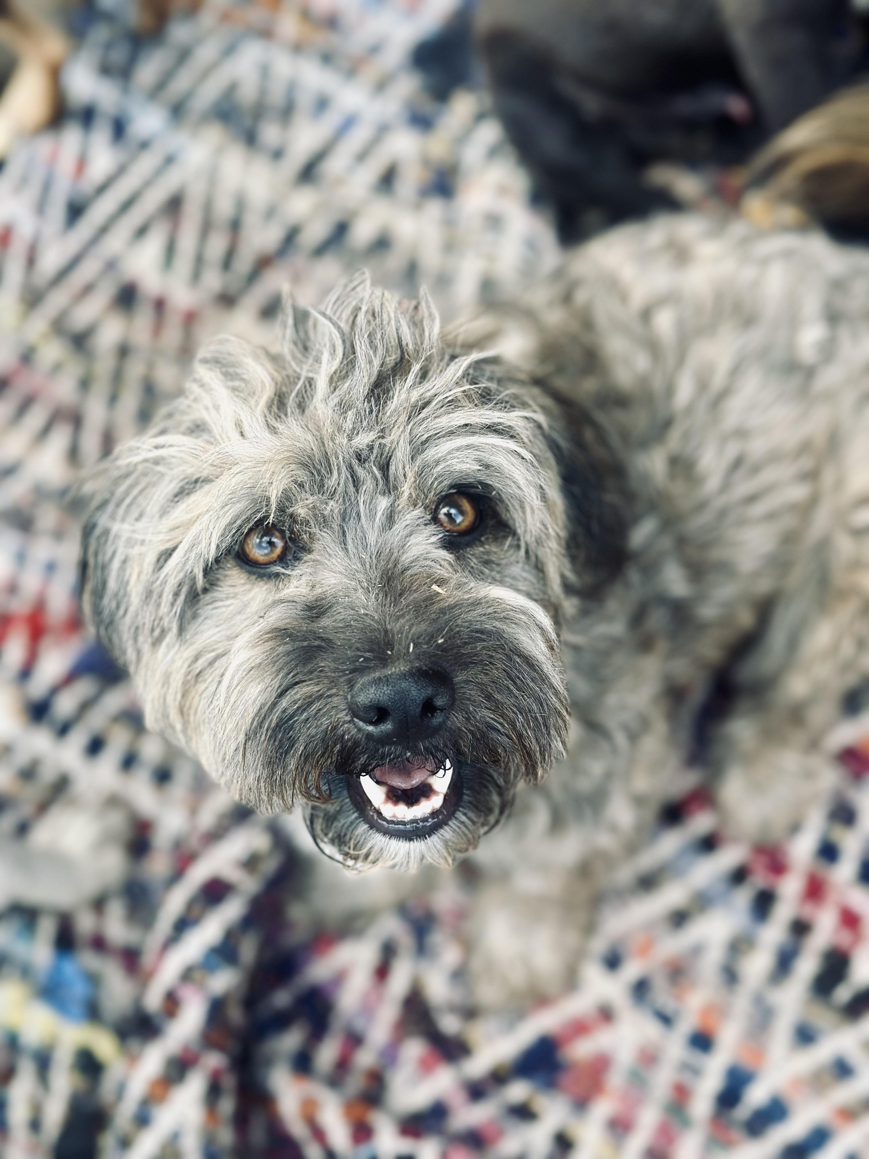 Enlarge Bendito, a ADOPTABLE Mixed Breed in Encino, CA image 3/6