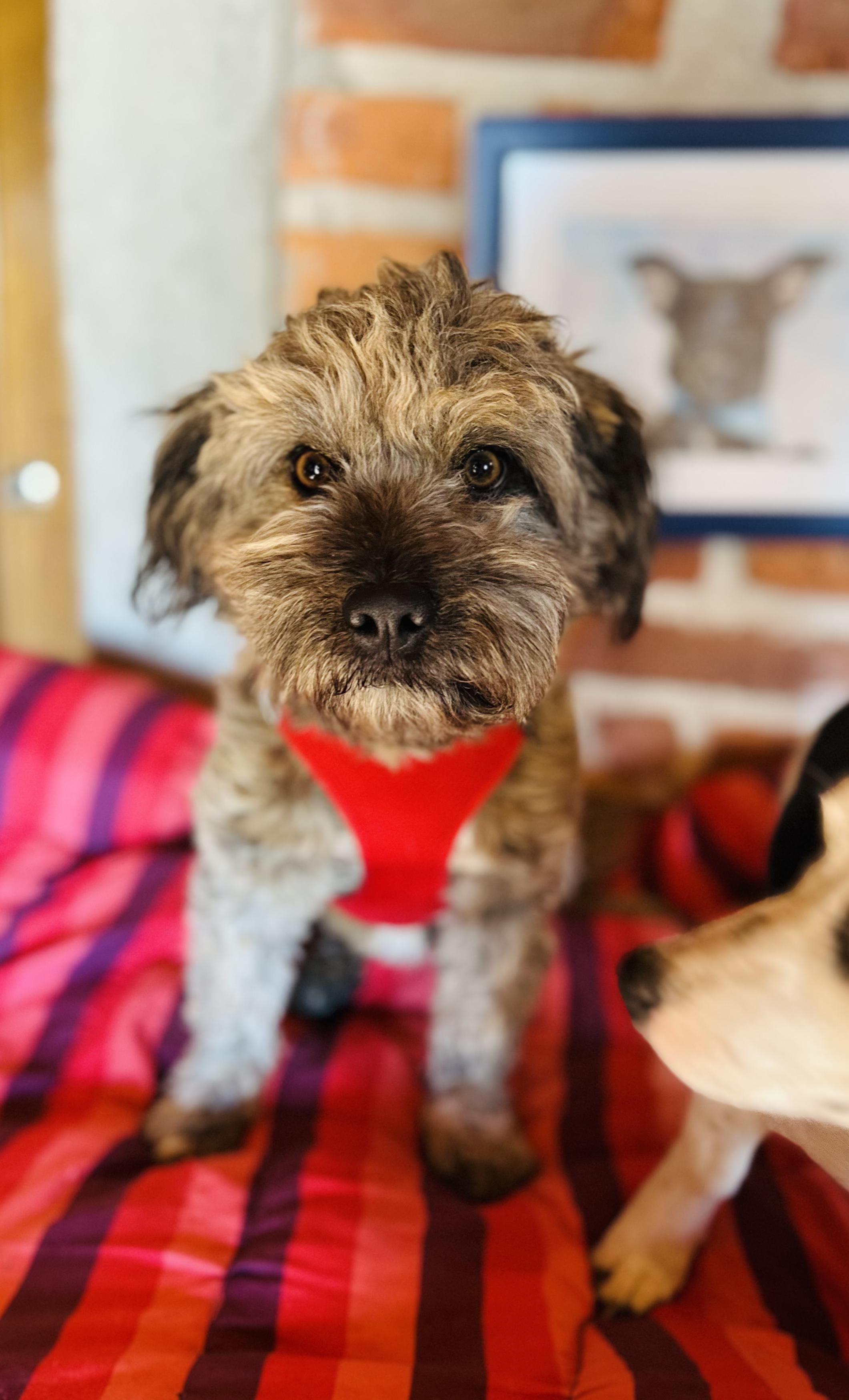 Enlarge Bendito, a ADOPTABLE Mixed Breed in Encino, CA image 2/6