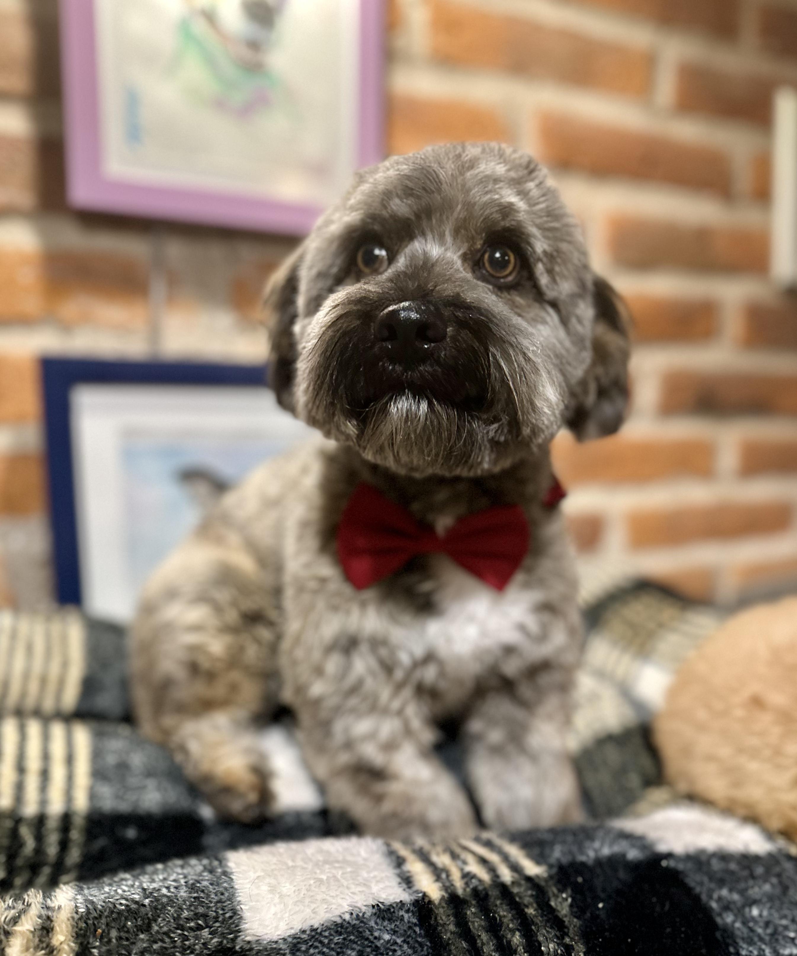 Bendito, ADOPTABLE, Adult Male Mixed Breed.