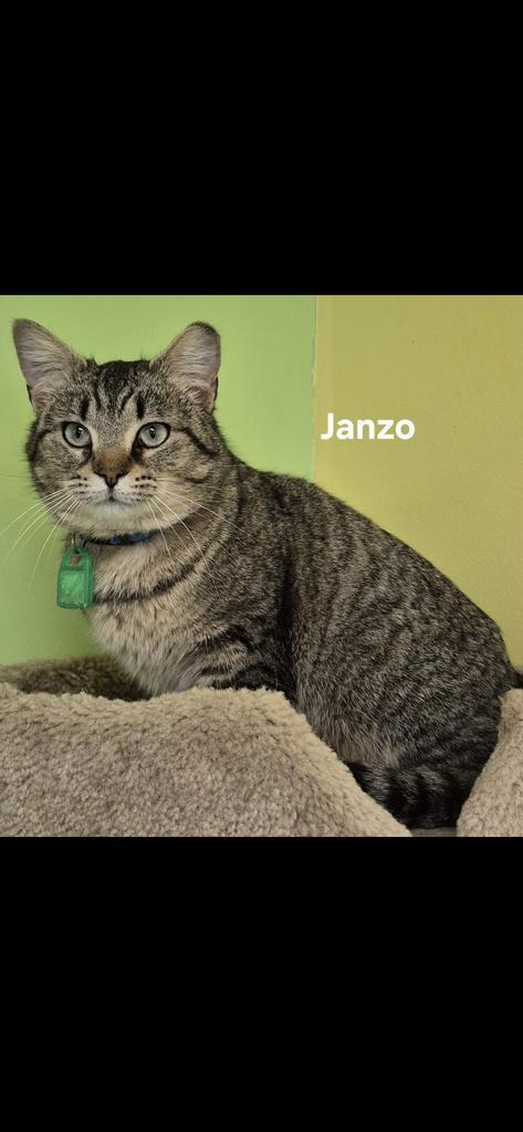 Janzo, Adoptable, Young Male Domestic Short Hair.