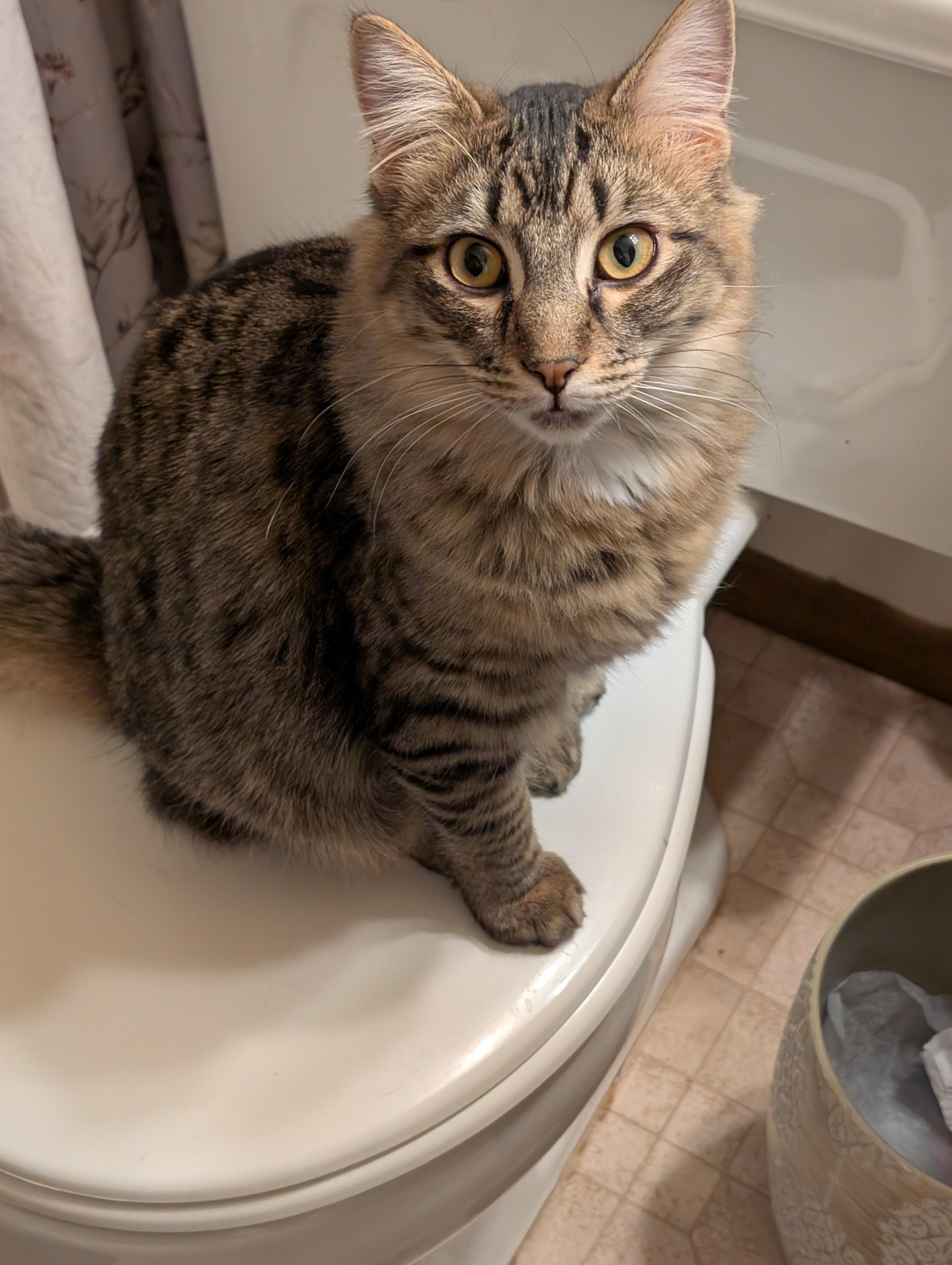 Enlarge Figaro, an adopted Domestic Long Hair in Blaine, MN image 1/3