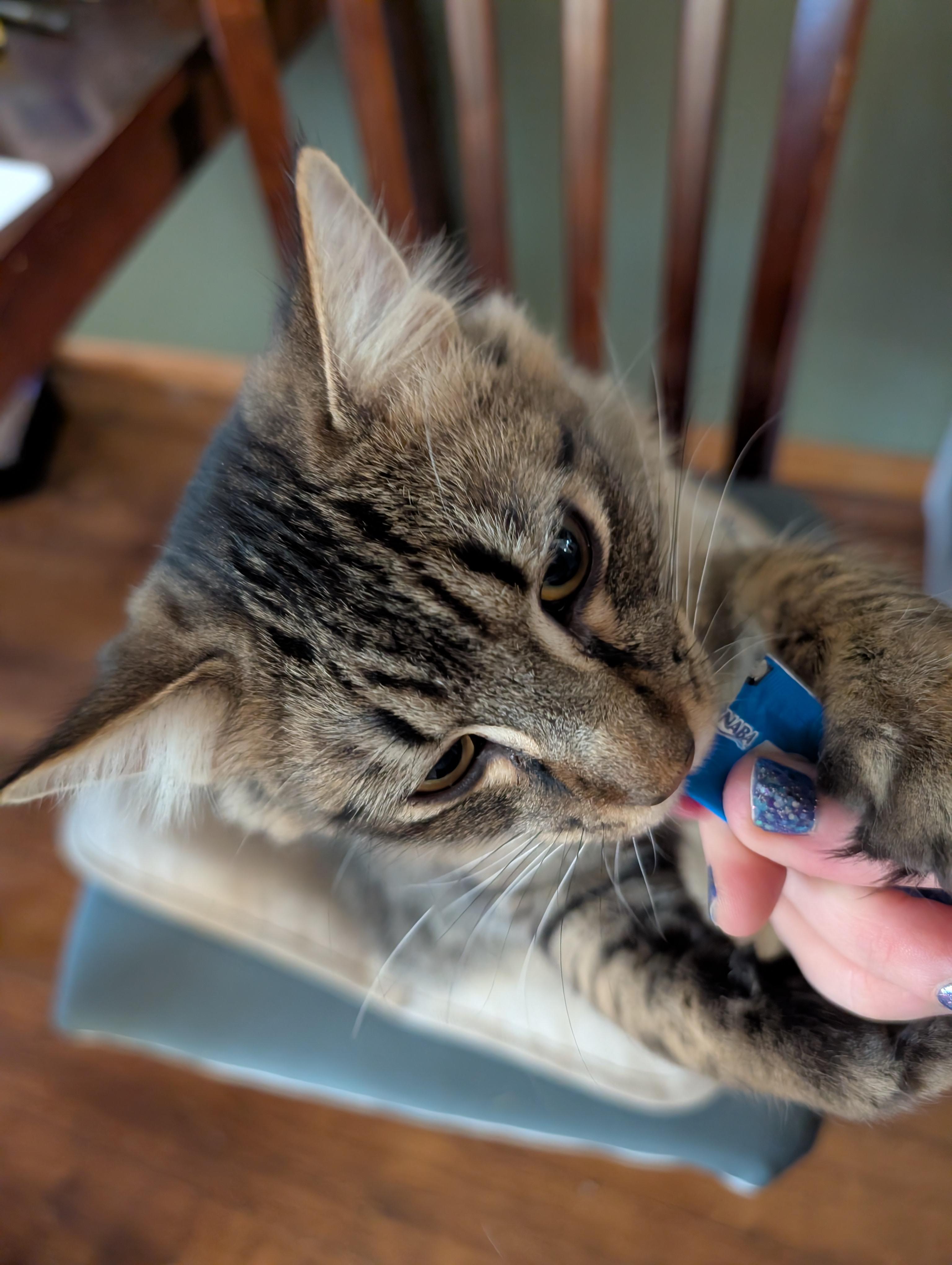 Enlarge Figaro, an adopted Domestic Long Hair in Blaine, MN image 2/3