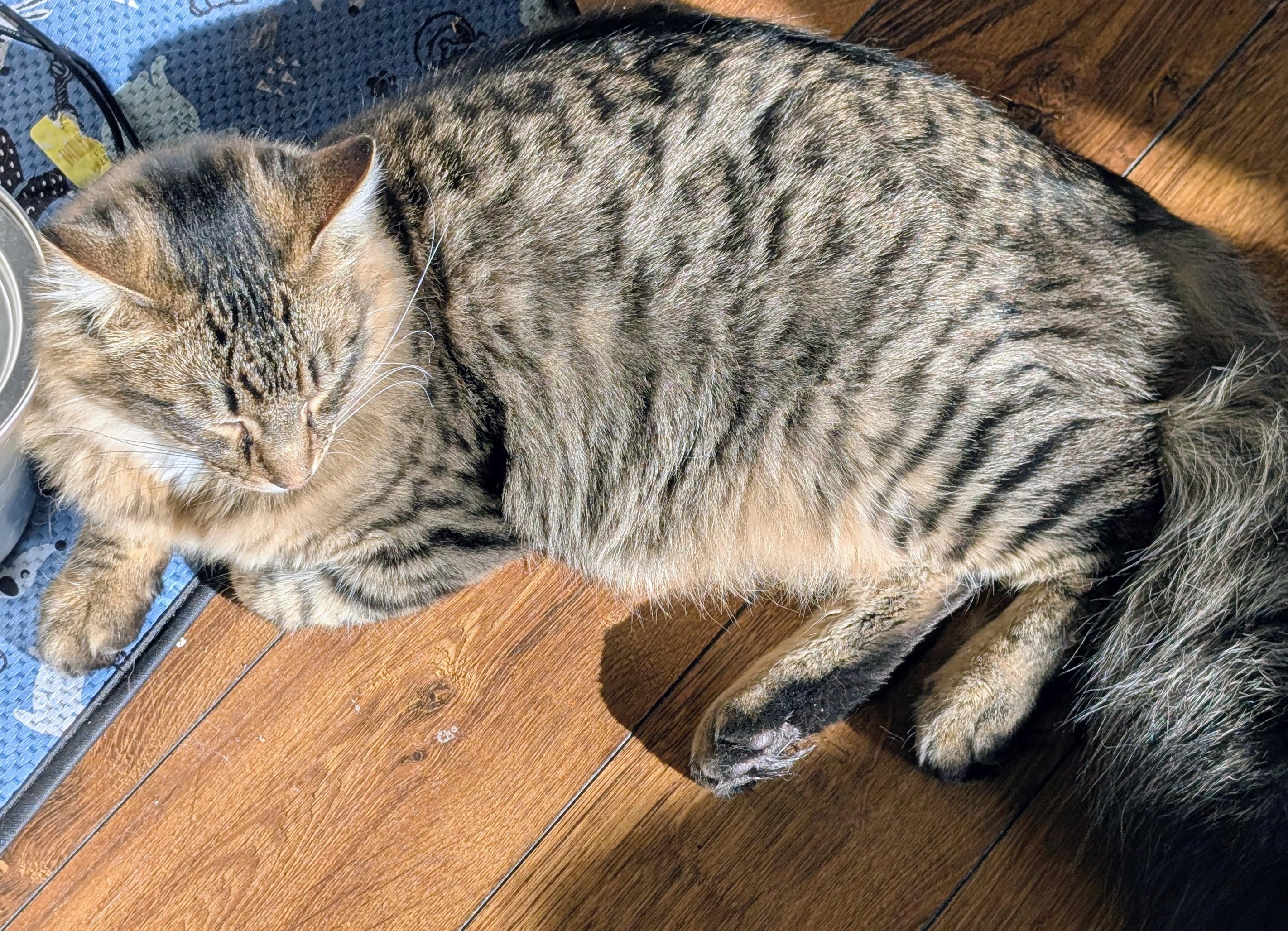 Enlarge Figaro, an adopted Domestic Long Hair in Blaine, MN image 3/3