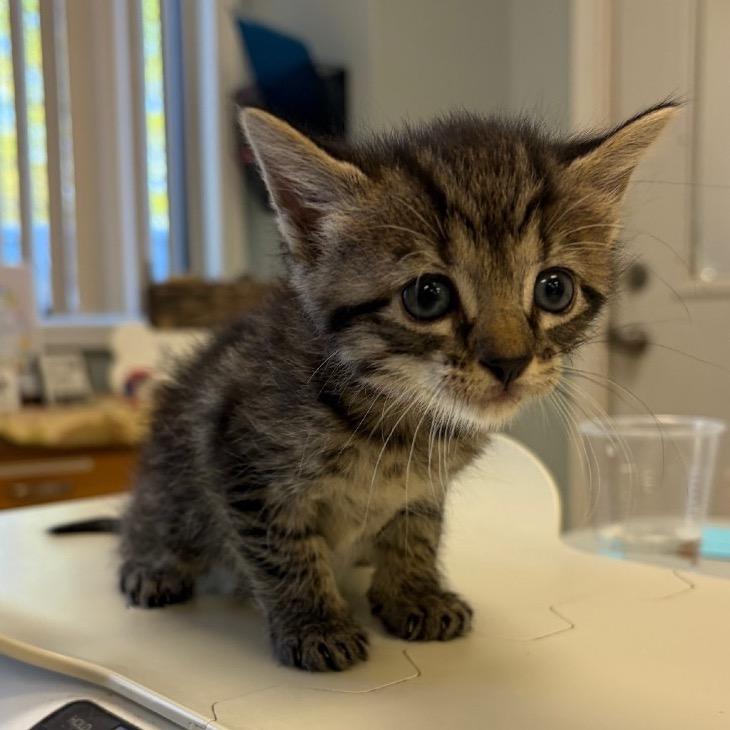 Winnie, Adoptable, Kitten Female Domestic Short Hair.