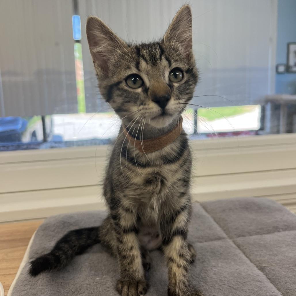 Winnie, a Adoptable Domestic Short Hair in Greensboro, GA image 2/3