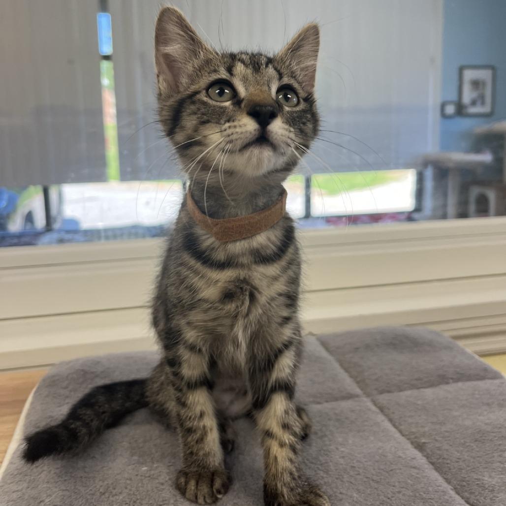 Winnie, a Adoptable Domestic Short Hair in Greensboro, GA image 3/3