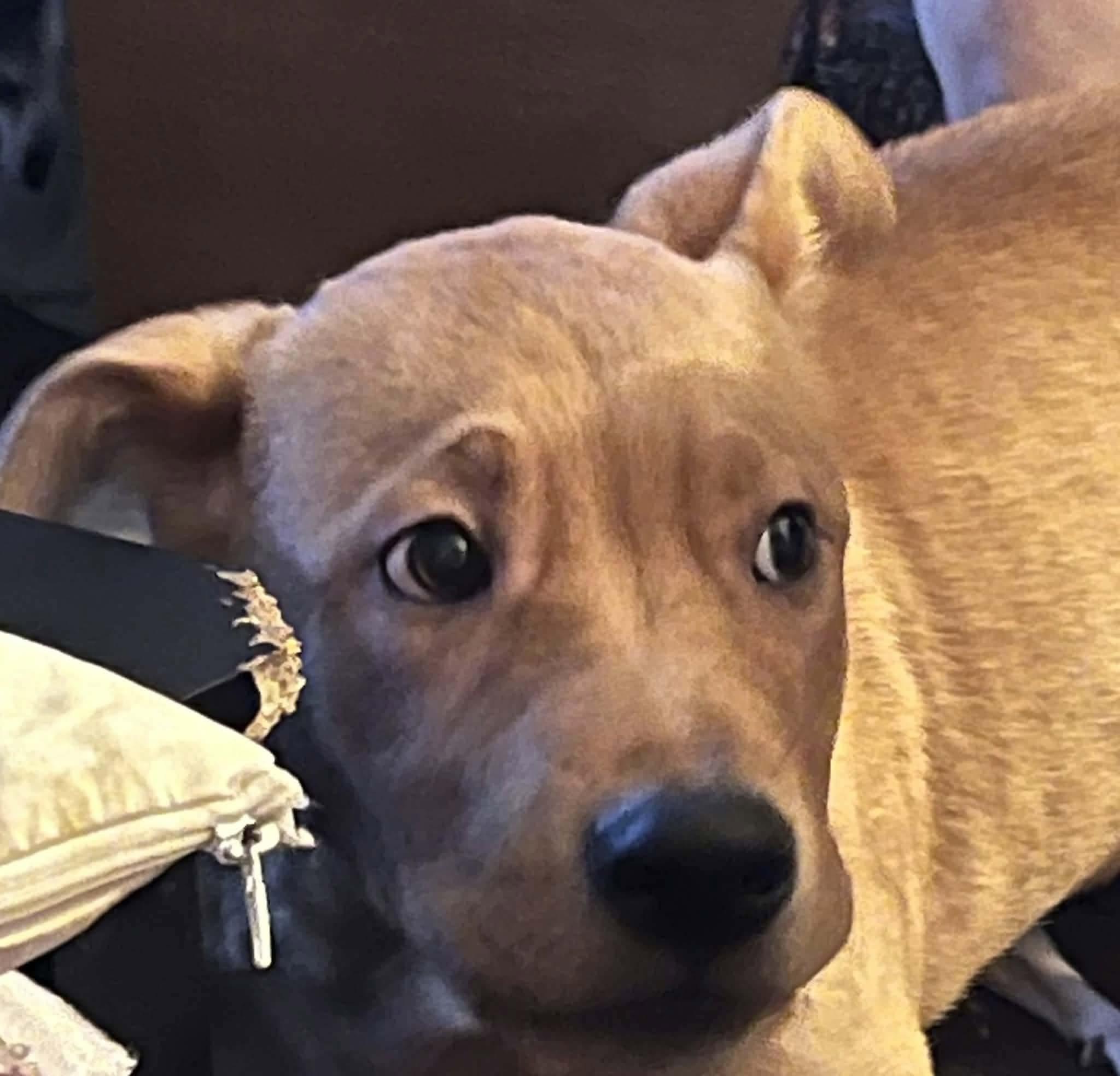 Teddy, a ADOPTABLE mixed breed in Yukon, OK image 2/3