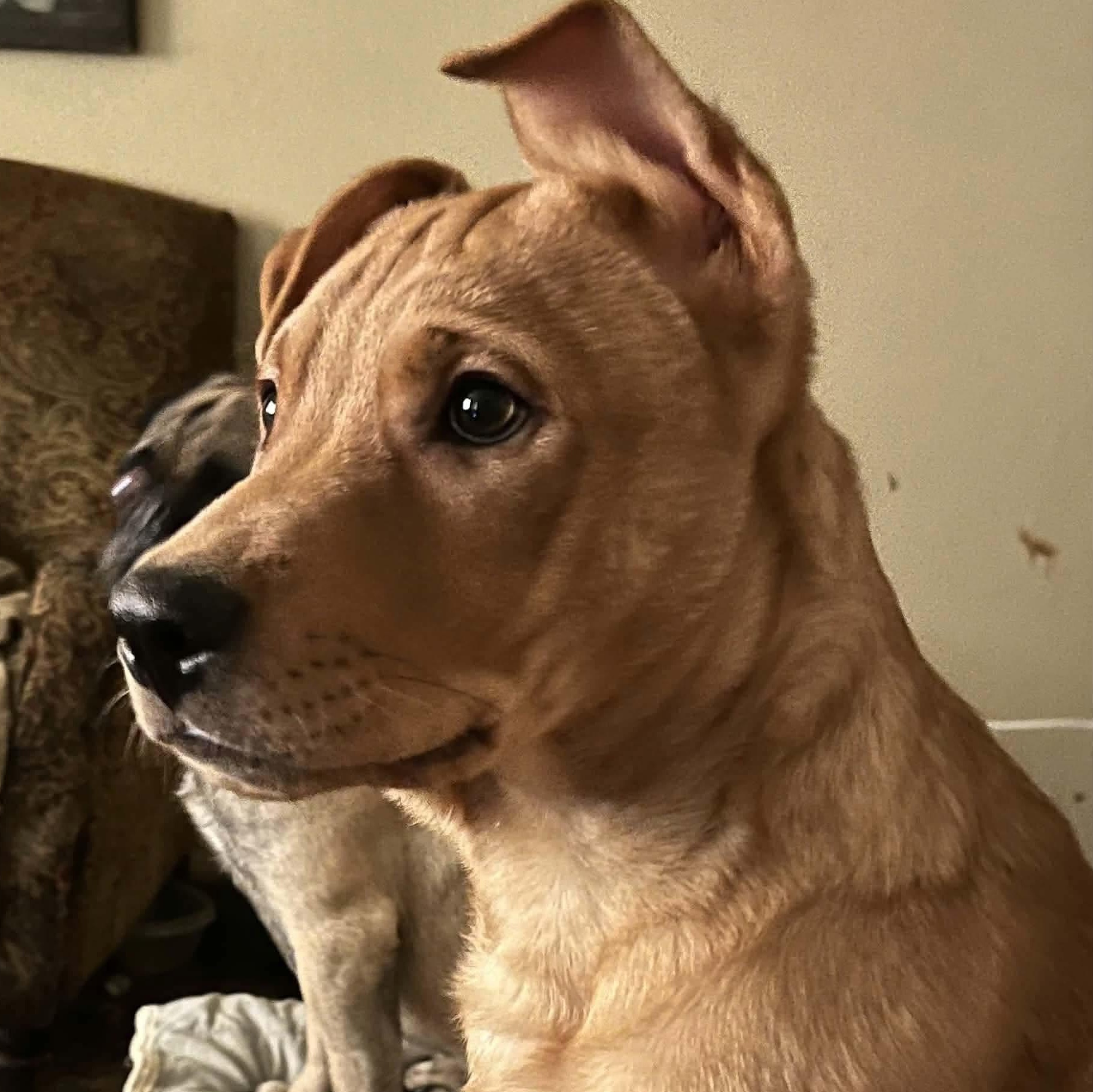 Teddy, ADOPTABLE, Puppy Male German Shepherd Dog.