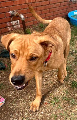 Teddy, Adoptable, Puppy Male German Shepherd Dog.