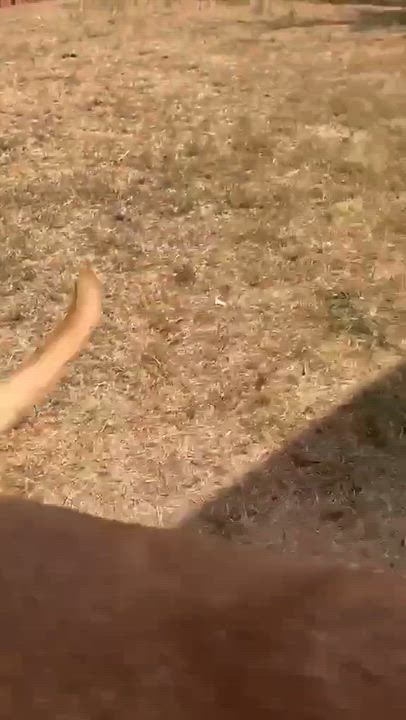 Enlarge Teddy, a ADOPTABLE mixed breed in Yukon, OK video 2/4
