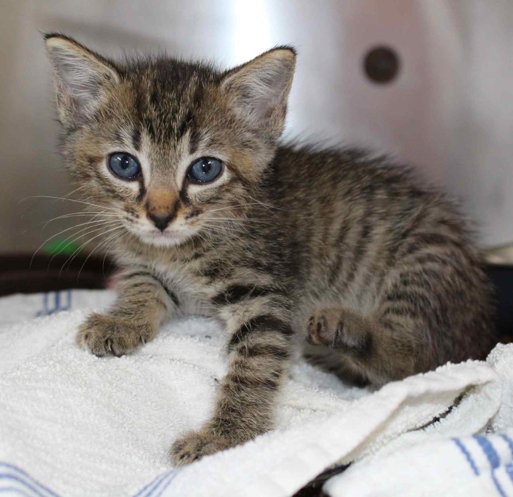 Snare, Adoptable, Kitten Female Domestic Short Hair.