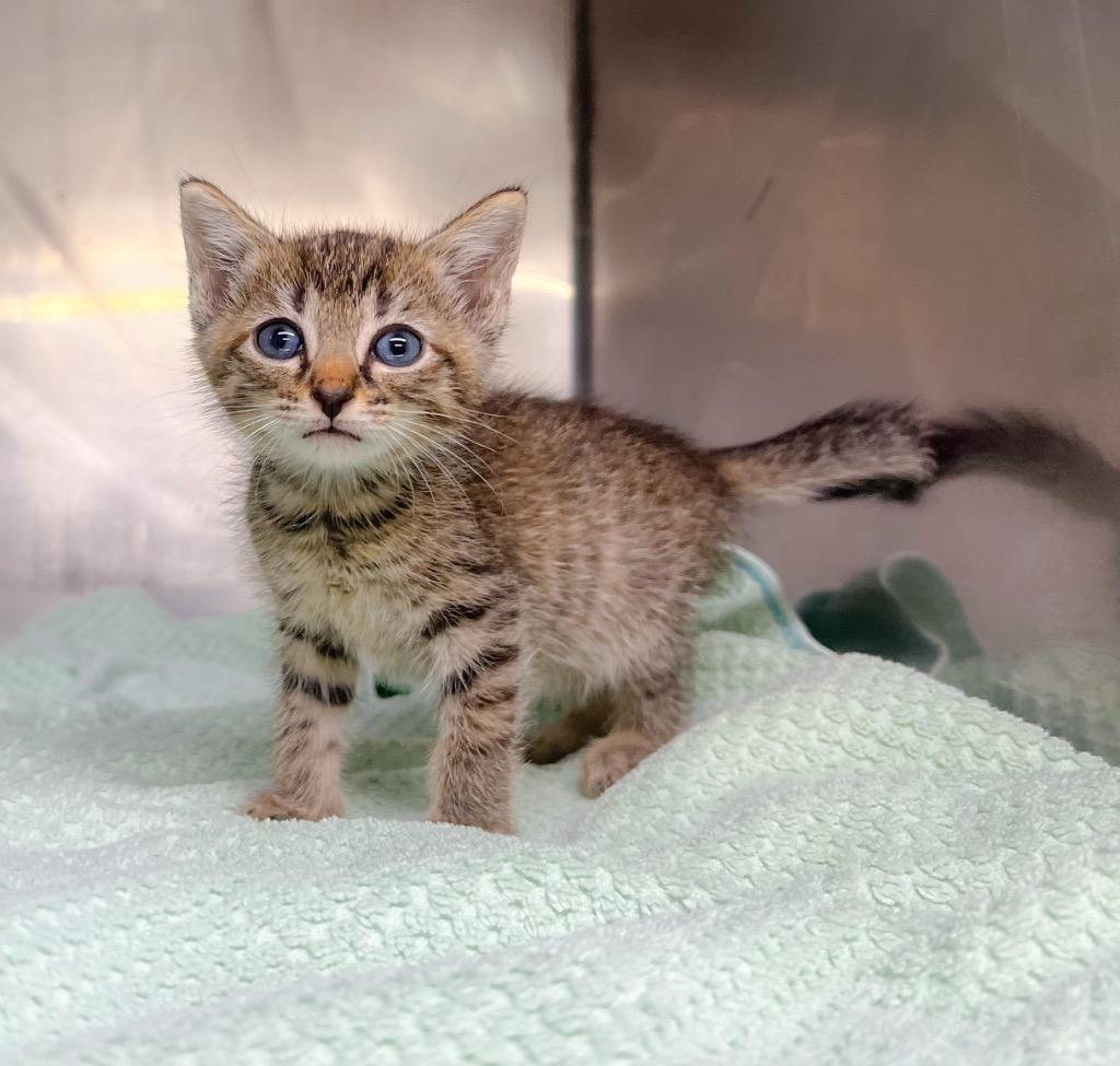 Snare, a Adoptable mixed breed in Murray, KY image 2/3