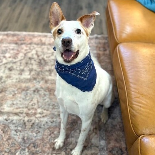 Ranchito Dorito the most chill dude