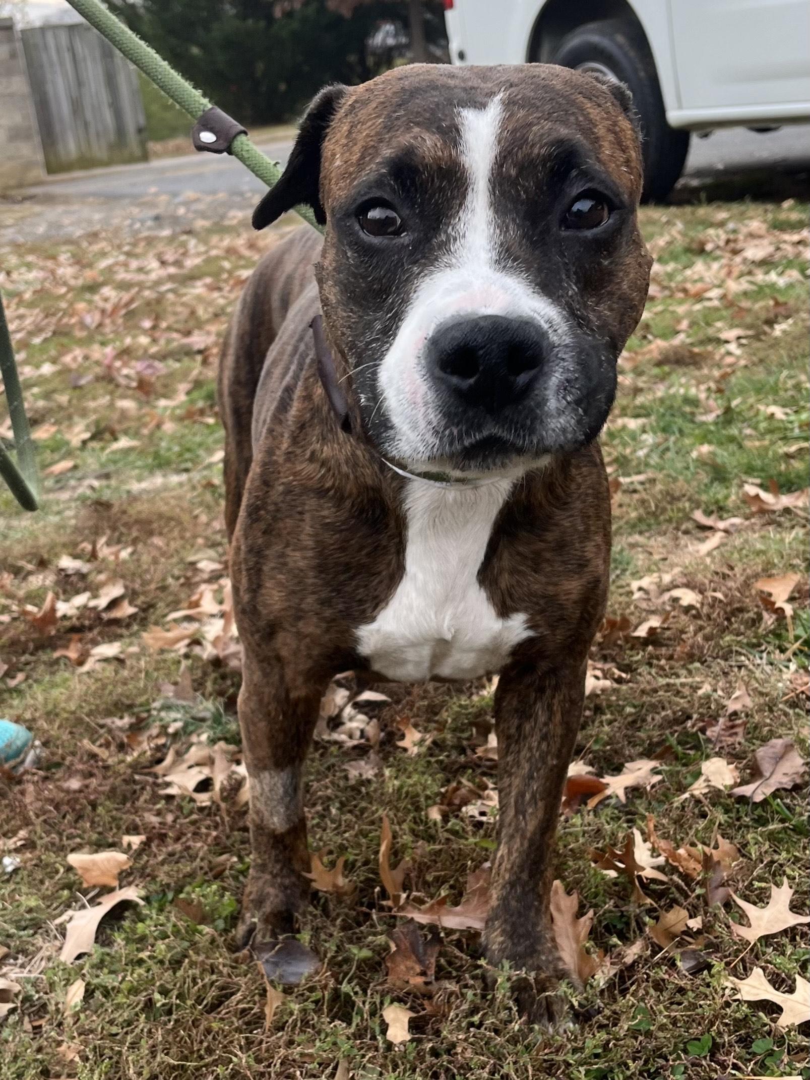 Astrid, adopted, Adult Female Pit Bull Terrier.