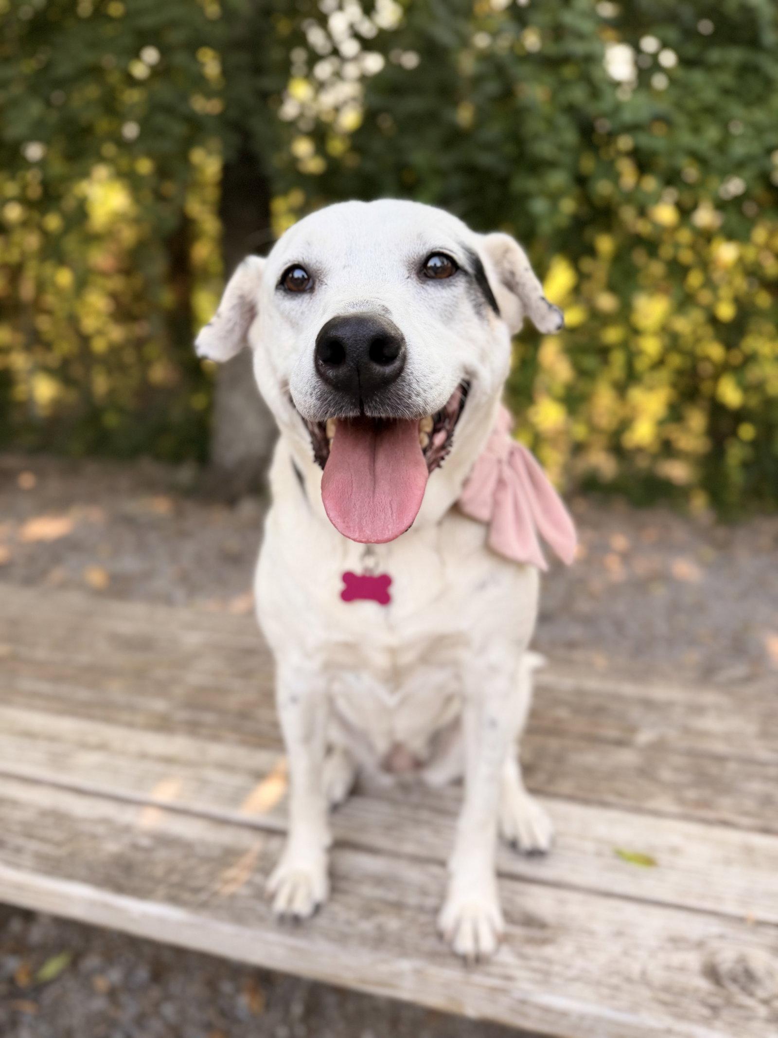 Enlarge Appelonia "Apple", a Adoptable mixed breed in Nashville, TN image 1/3