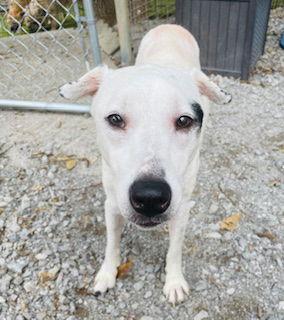 Enlarge Appelonia "Apple", a Adoptable mixed breed in Nashville, TN image 1/3