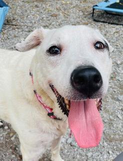 Enlarge Appelonia "Apple", a Adoptable mixed breed in Nashville, TN image 2/3