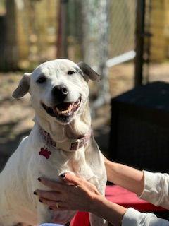 Enlarge Appelonia "Apple", a Adoptable mixed breed in Nashville, TN image 2/3