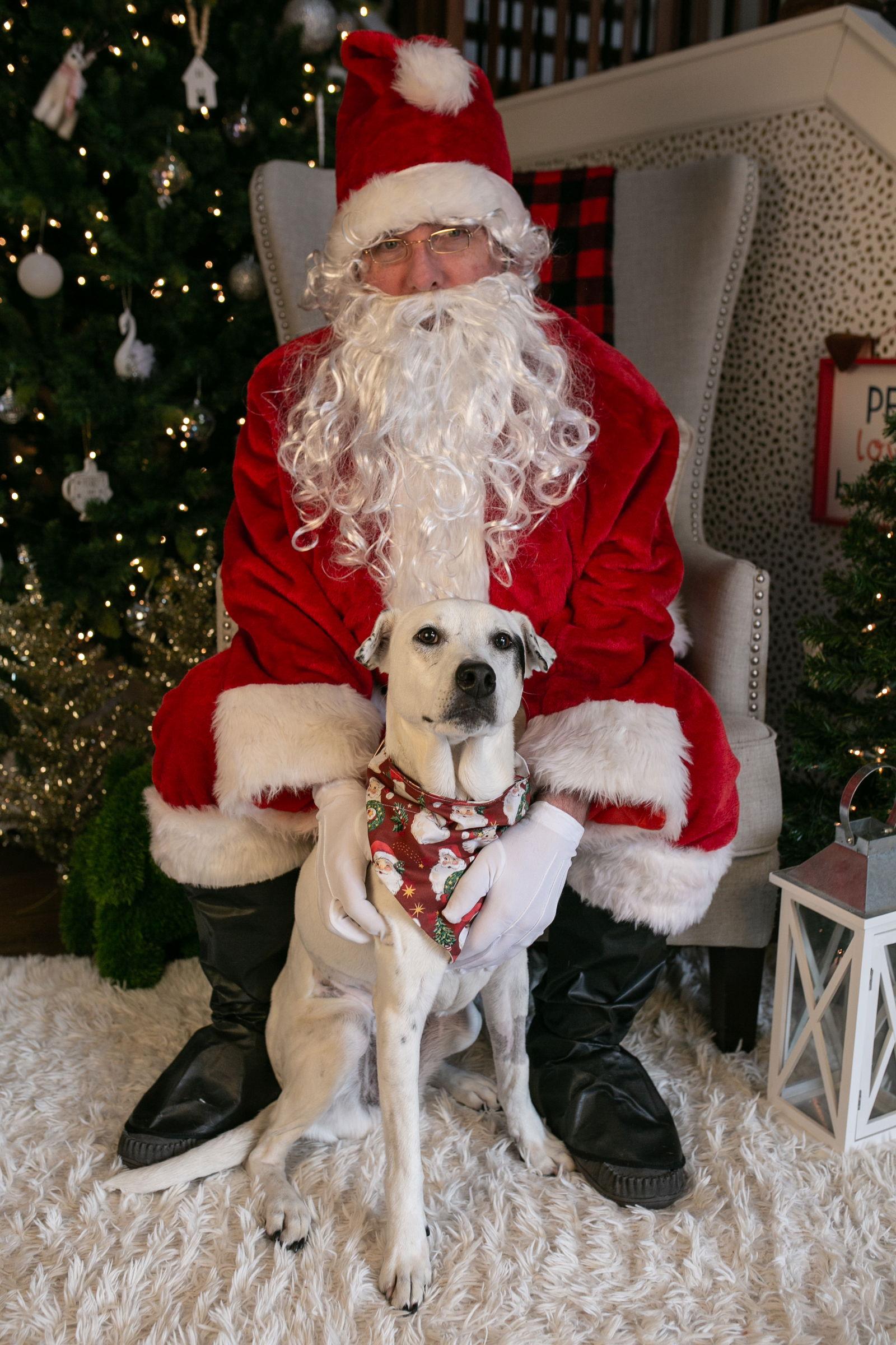 Enlarge Appelonia "Apple", a Adoptable mixed breed in Nashville, TN image 3/3