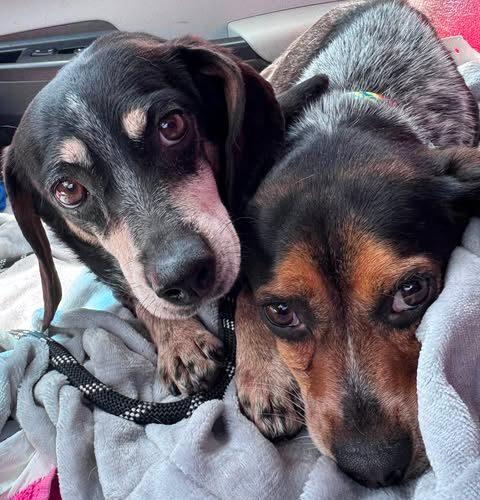 Blue, a Adoptable Beagle in Kent, WA image 1/4