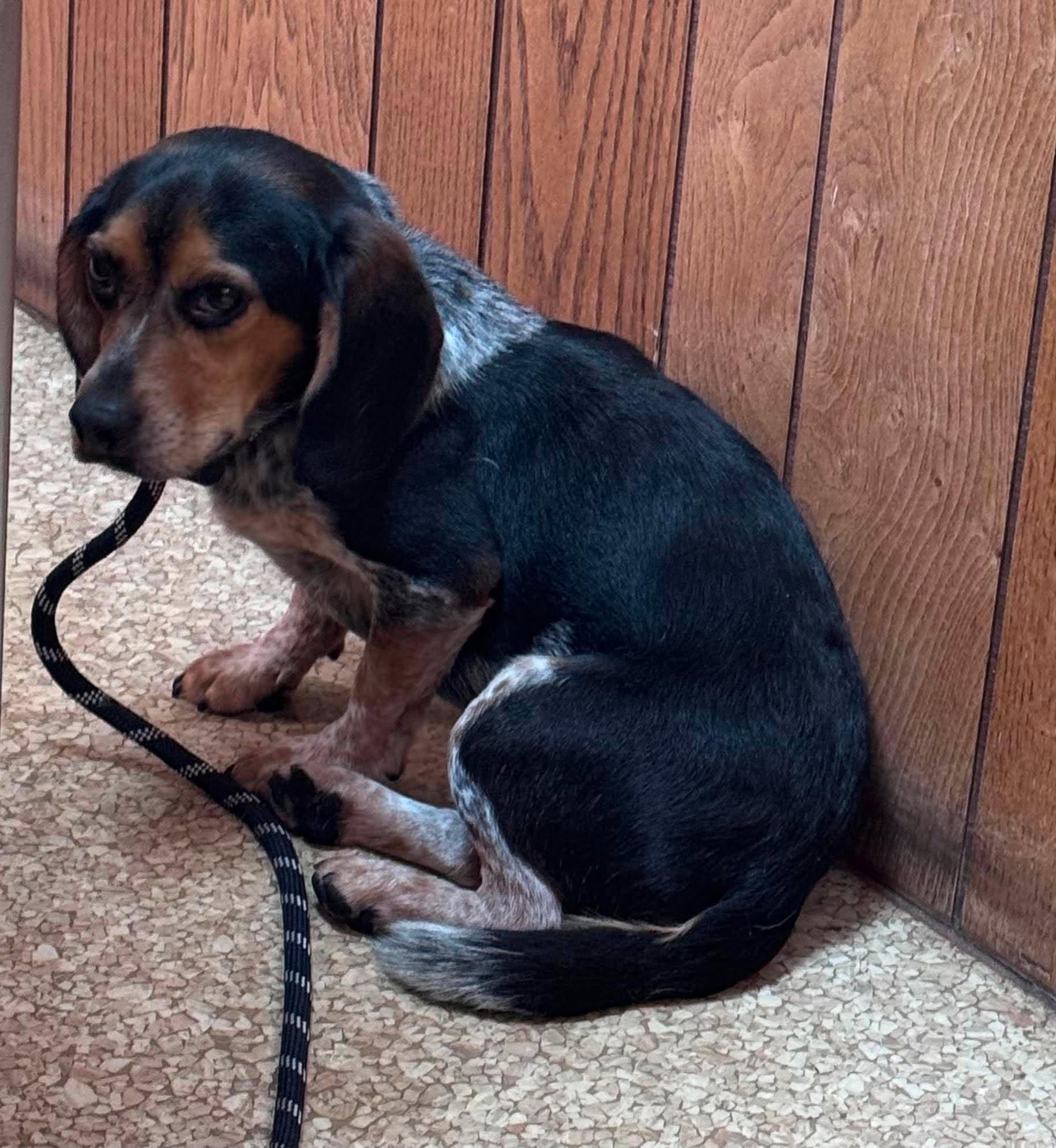 Blue, a Adoptable Beagle in Kent, WA image 3/4