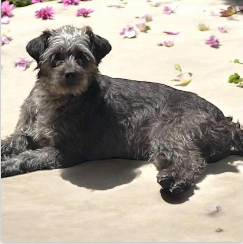 Enlarge Rosalyn, a Adoptable mixed breed in San Francisco, CA image 1/1