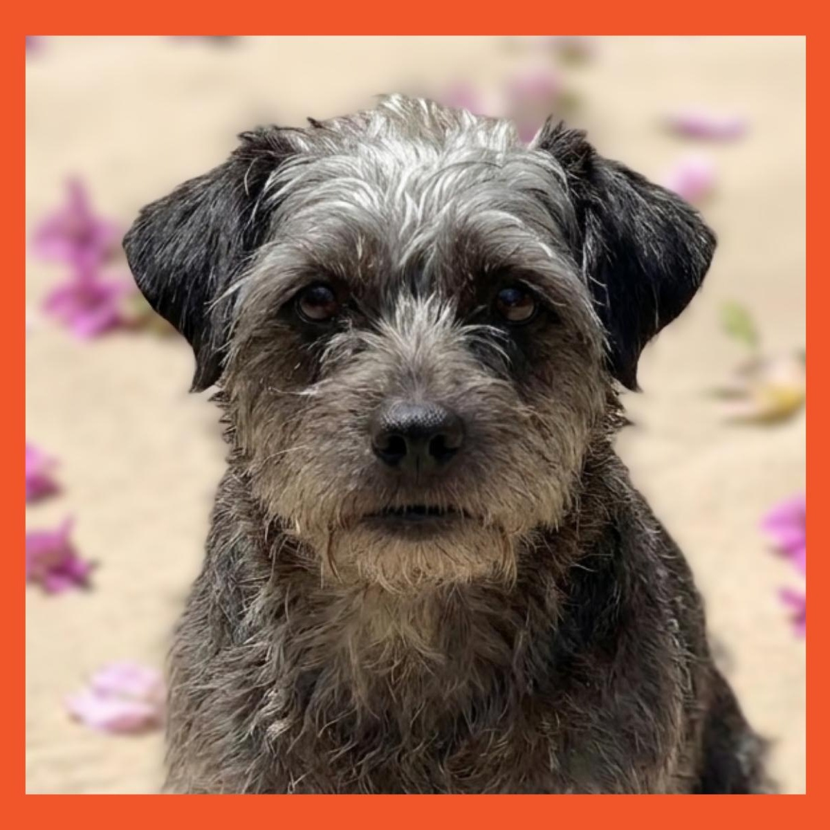 Rosalyn, Adoptable, Senior Female Jack Russell Terrier & Schnauzer.