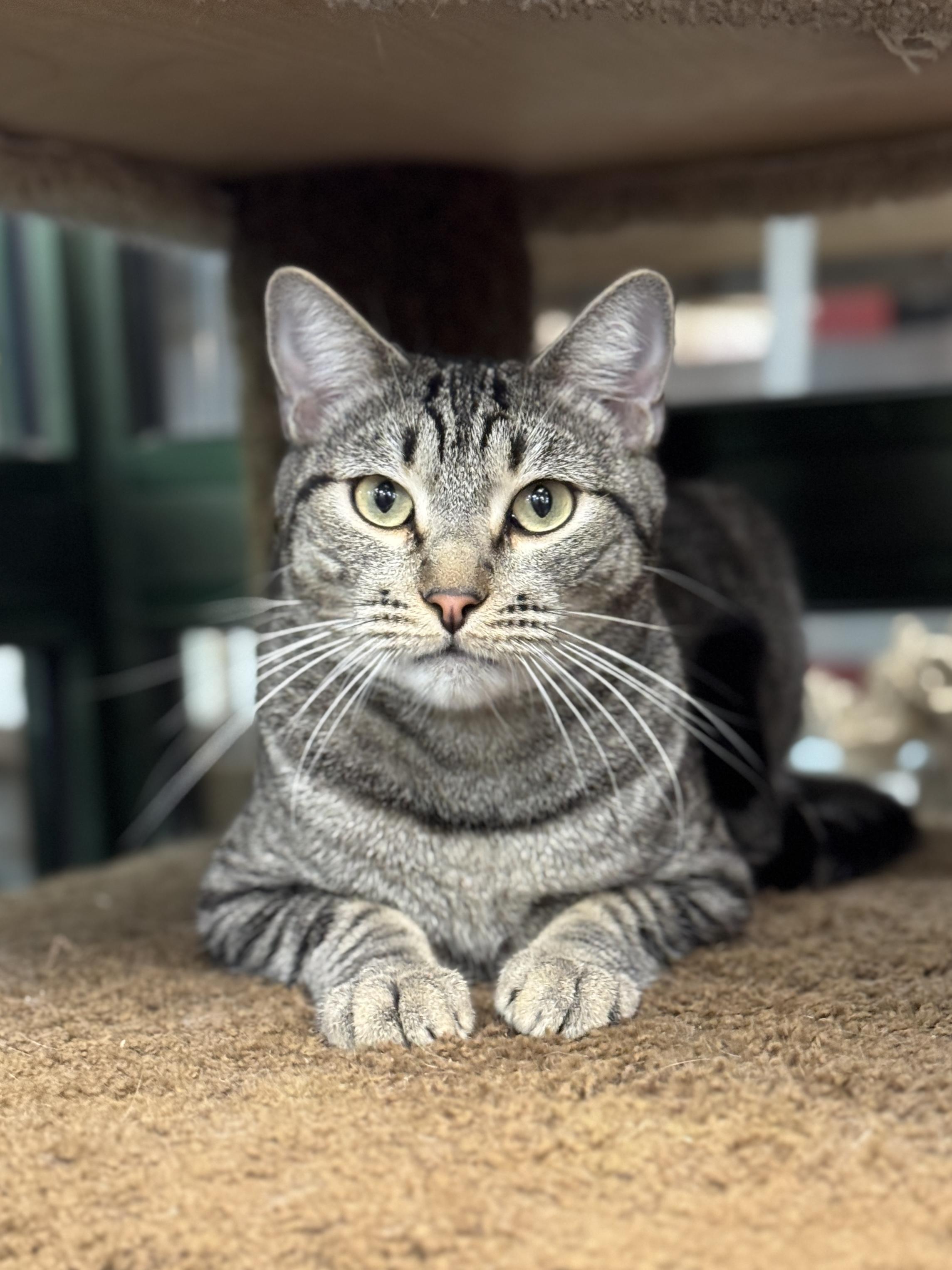 Stewie & Sebastian, a Adoptable Domestic Short Hair in Fountain Valley, CA image 2/5