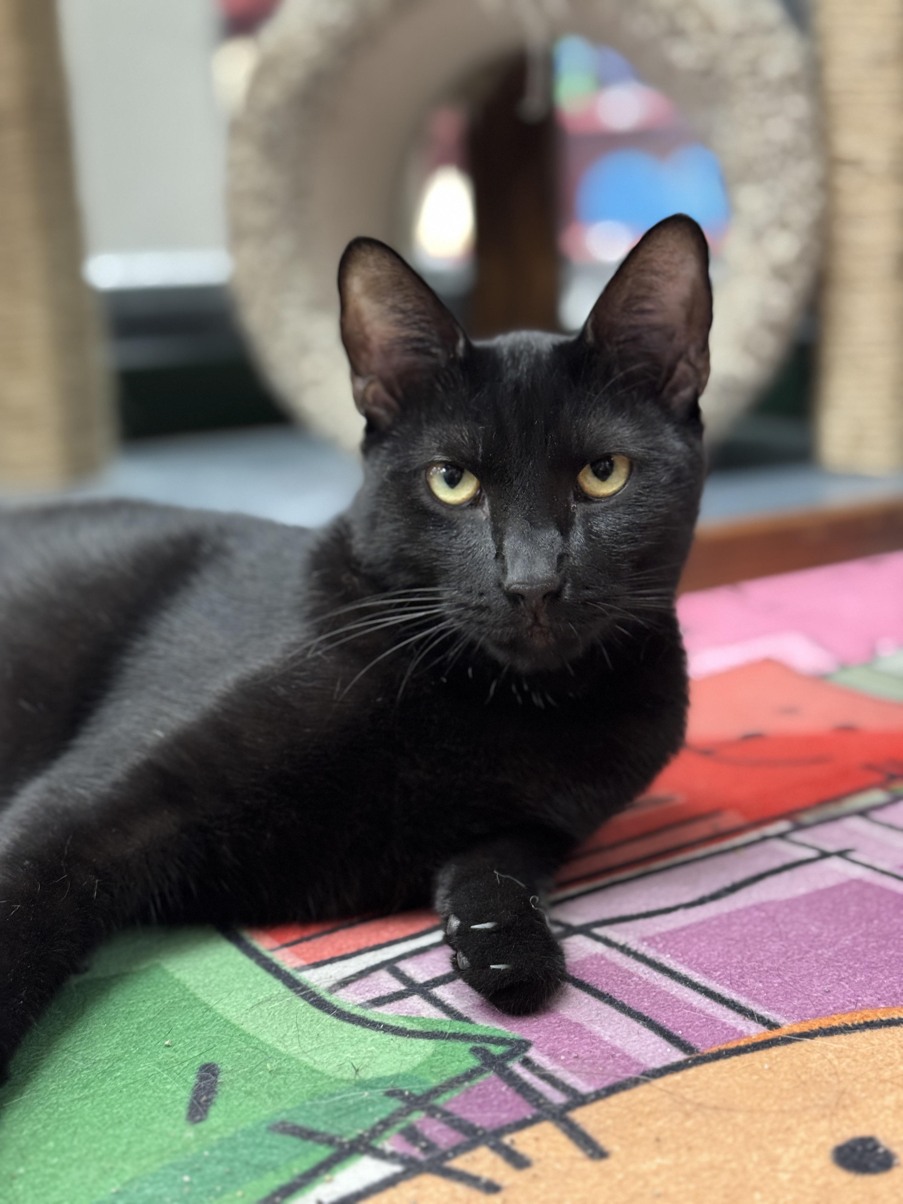 Stewie & Sebastian, a Adoptable Domestic Short Hair in Fountain Valley, CA image 5/5