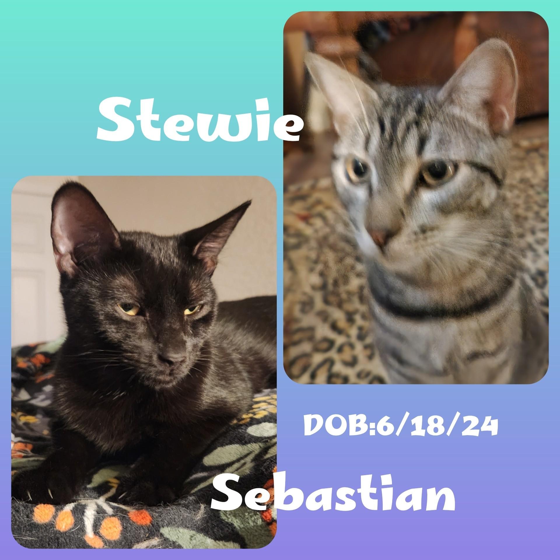 Stewie & Sebastian, Adoptable, Young Male Domestic Short Hair.