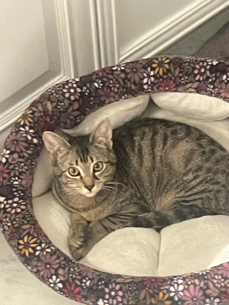 Moa Moa, Adoptable, Kitten Female Domestic Short Hair & Tabby.