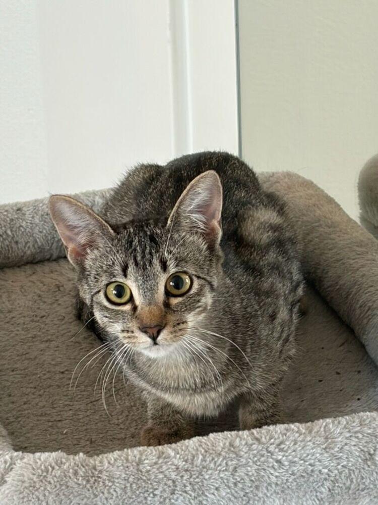 Enlarge Moa Moa, a Adoptable mixed breed in Vancouver, WA image 2/3