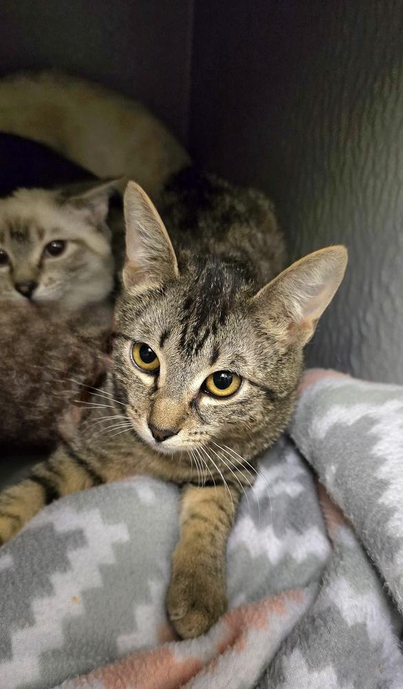 Enlarge Moa Moa, a Adoptable mixed breed in Vancouver, WA image 3/3